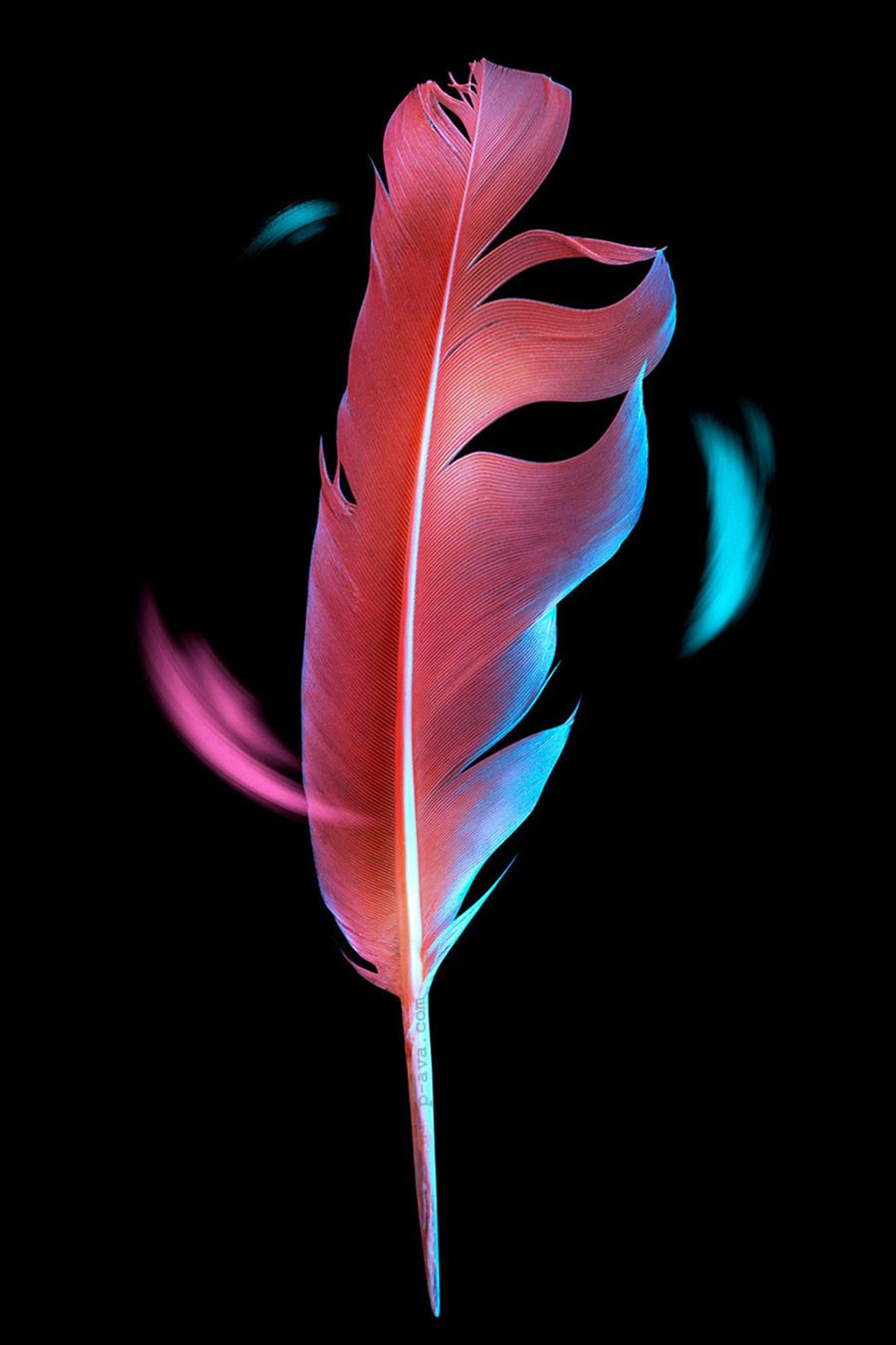 Павел Авакумов, фотограф в Москве P-AVA.COM