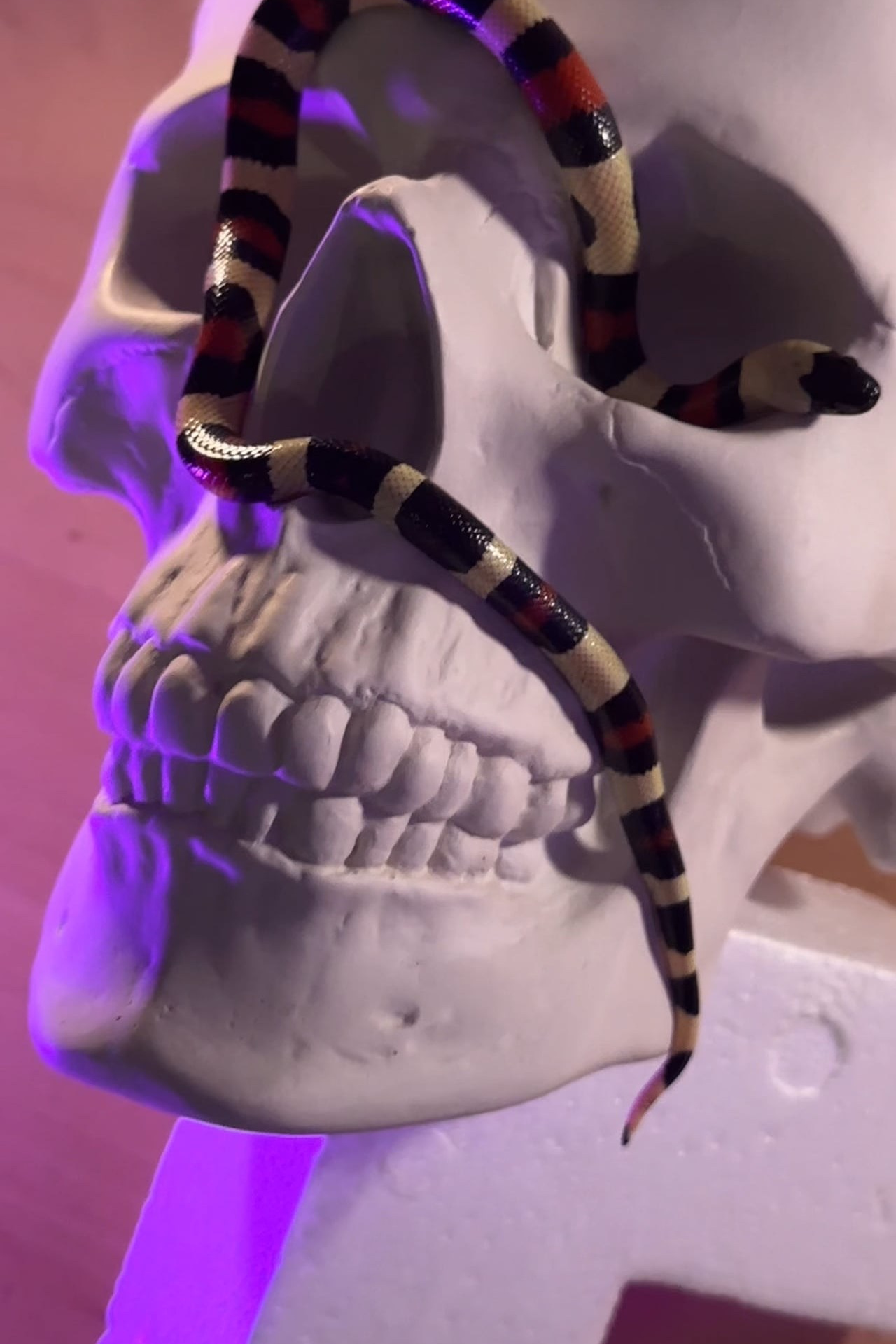 Reels. Фотограф Сергей Салманов Studiophotosharm