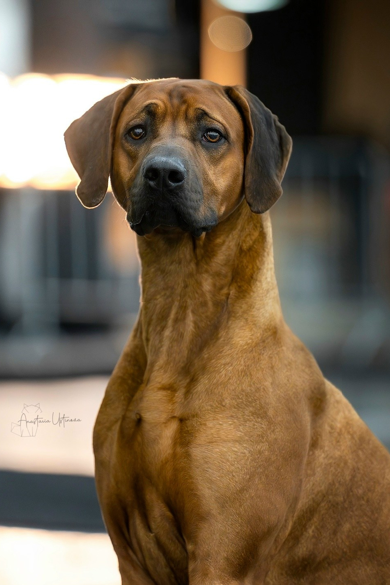 Экс. Е. Сенашенко: EXC, CW, JCAC, ЮЧРКФ, ЛЮ. Родезийские Риджбеки в Санкт-Петербурге