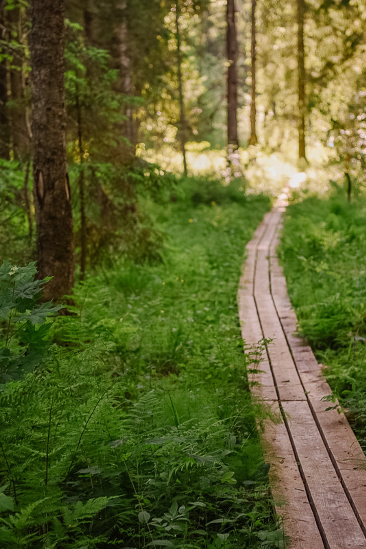 Большая Валдайская тропа