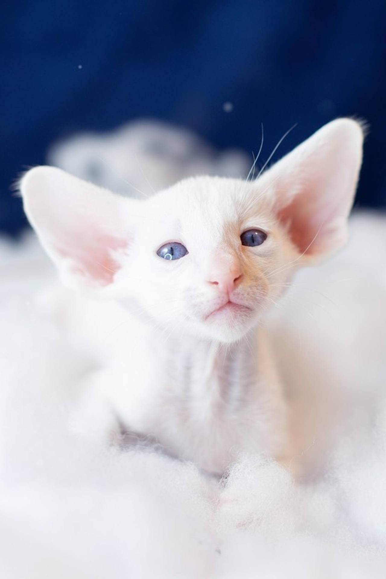 Отзывы. Творческий фотограф Вологда