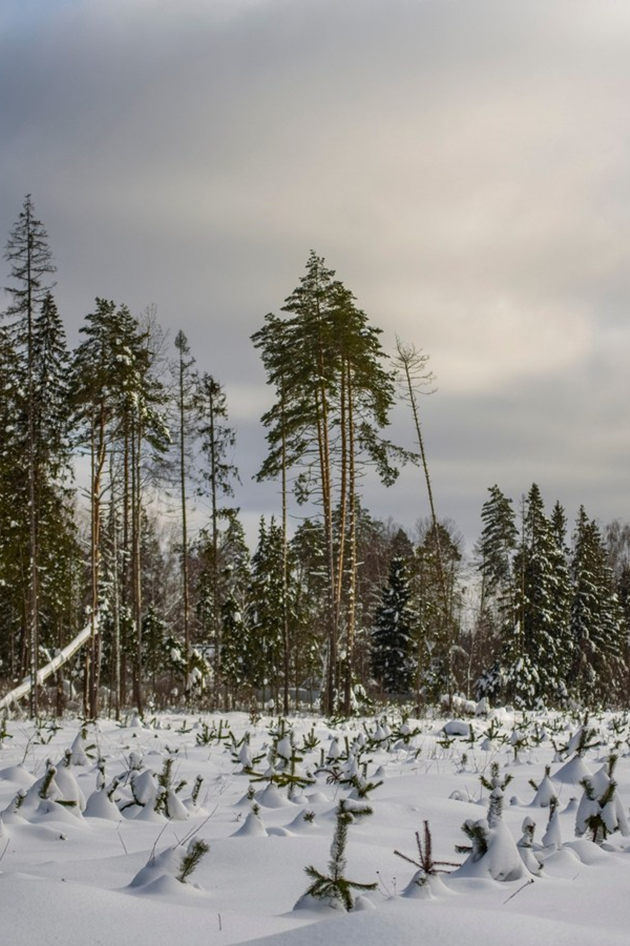Отзывы. Конный фотограф из Москвы Ирина Бондаркова