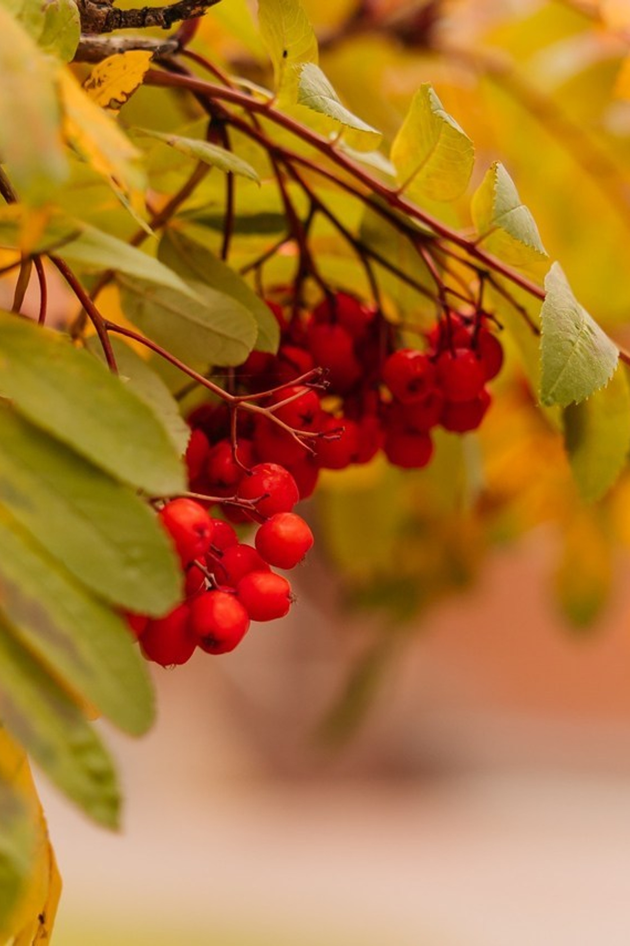 Отзывы. Семейный фотограф в Сургуте Инна Смолякова