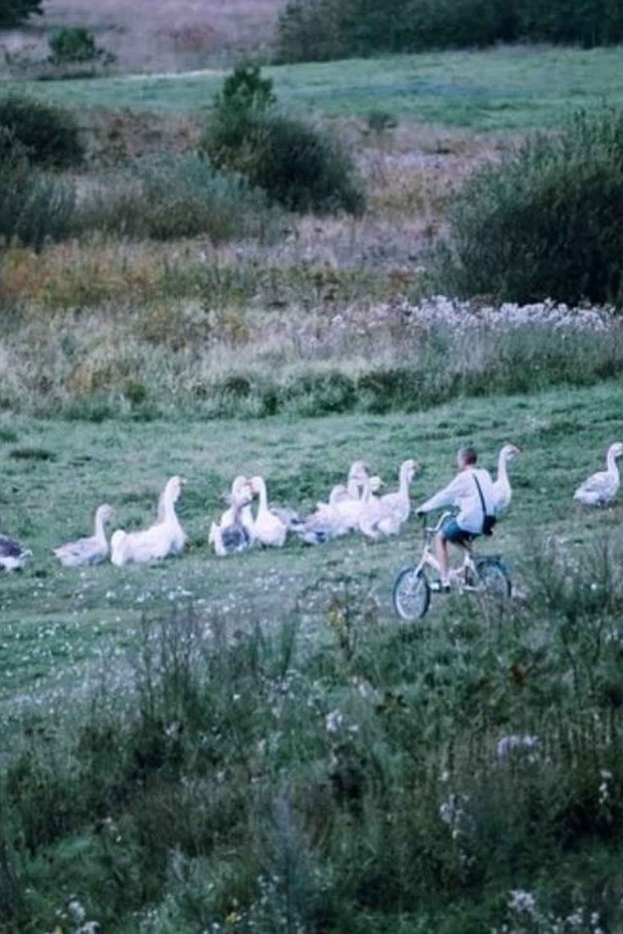 Сельский пейзаж