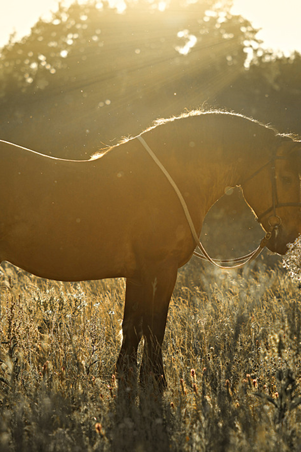 Мирослава и&nbsp;Спартак