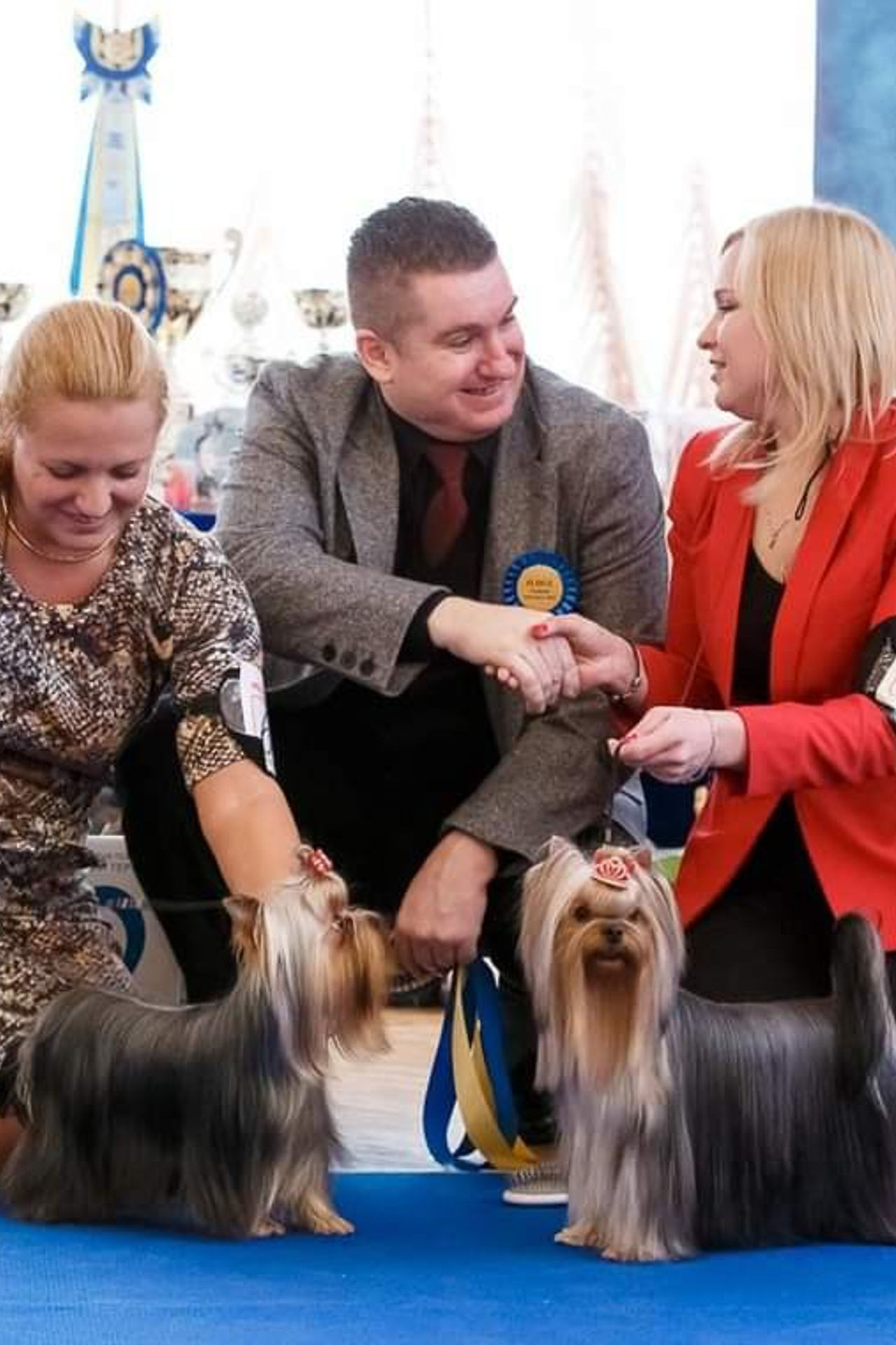 Йоркширский терьер. Мемориал. Питомник Воле'Т Шоу Vole'T Shou. Йоркширский терьер — питомник йоркширских терьеров Vole'T Shou