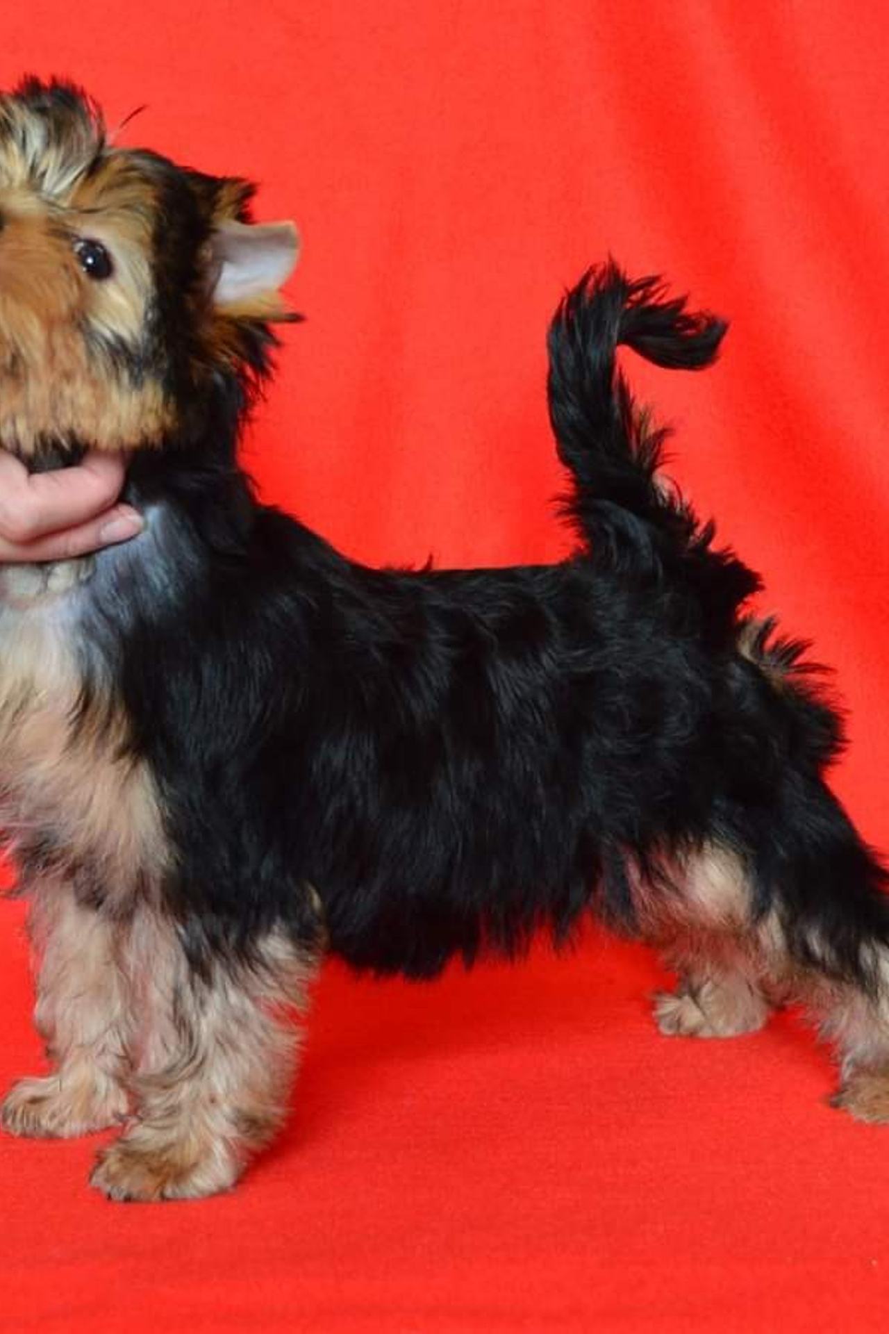 Йоркширский терьер. Мемориал. Питомник Воле'Т Шоу Vole'T Shou. Йоркширский терьер — питомник йоркширских терьеров Vole'T Shou