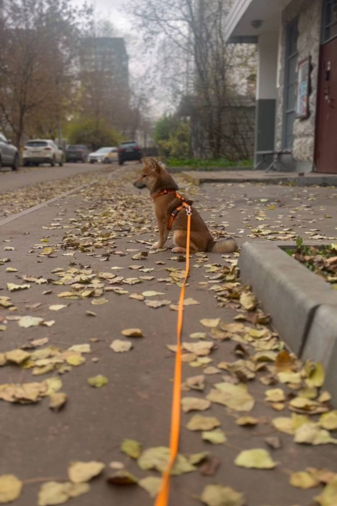Жизнь с сиба-ину
