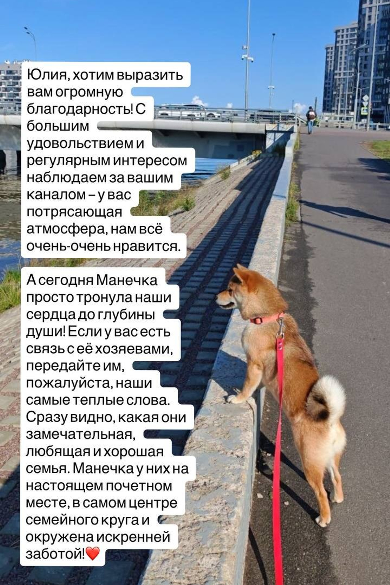 Жизнь с сиба-ину