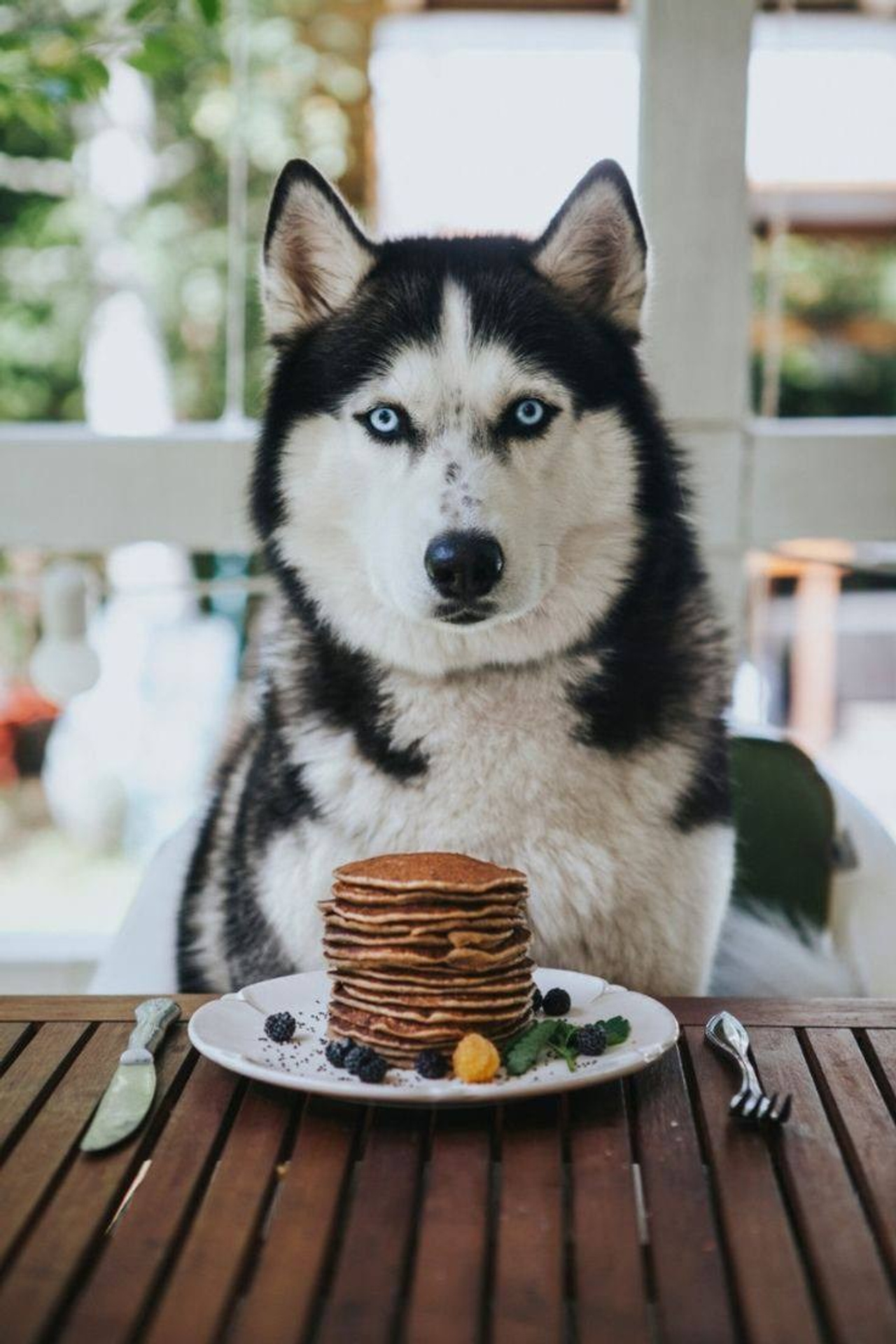 Статьи. Полнорационный корм для северных ездовых собак