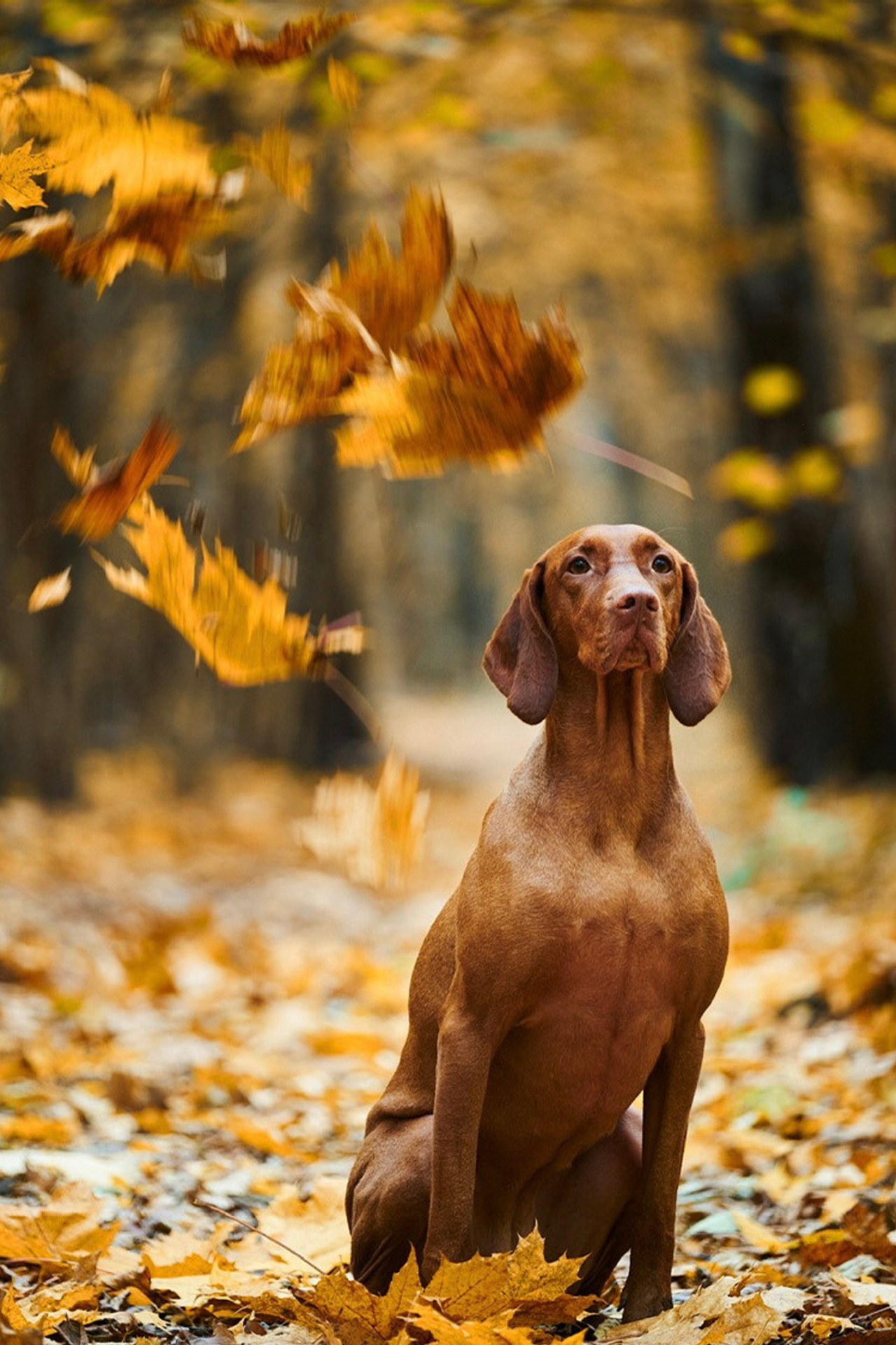 Отзывы — Фотограф в Москве и Московской области Максим Дьяконов. Профессиональный фотограф в Москве — Максим Дьяконов