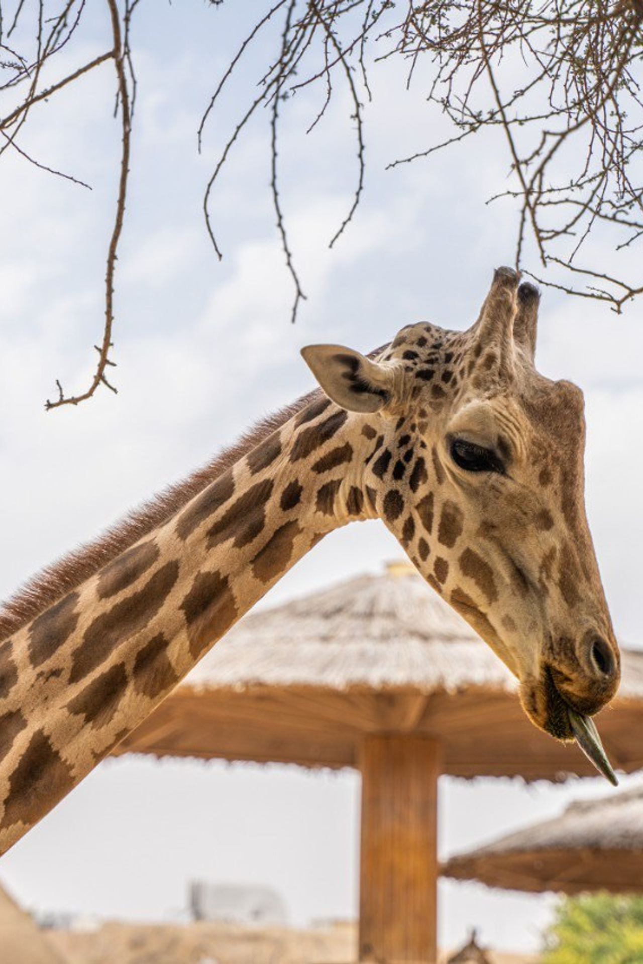 Фотограф в ОАЭ. Фотограф ОАЭ