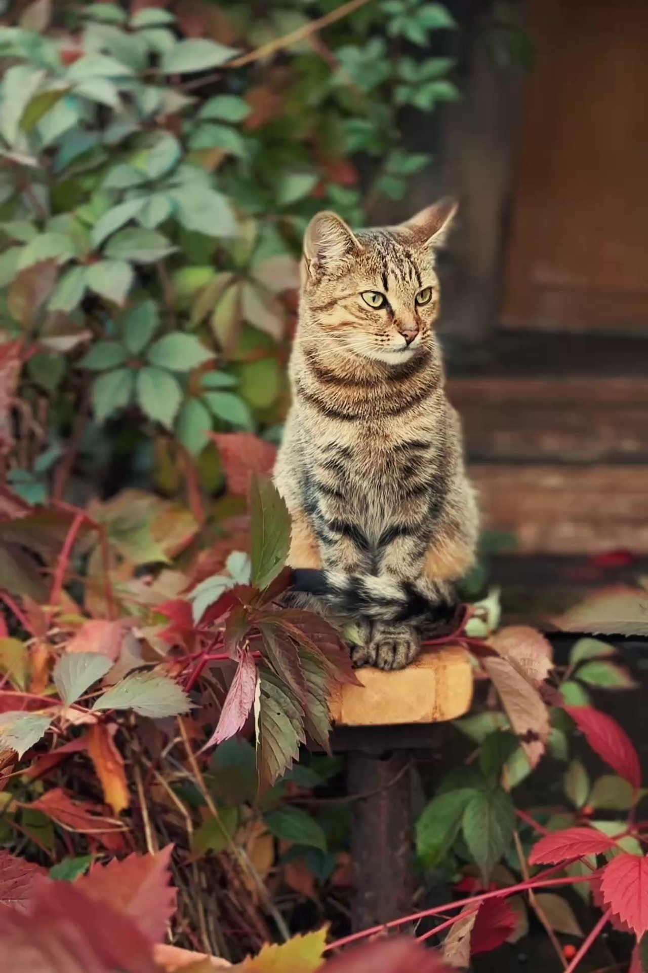 Истории. Куценкова Александра — детский, семейный фотограф в Москве