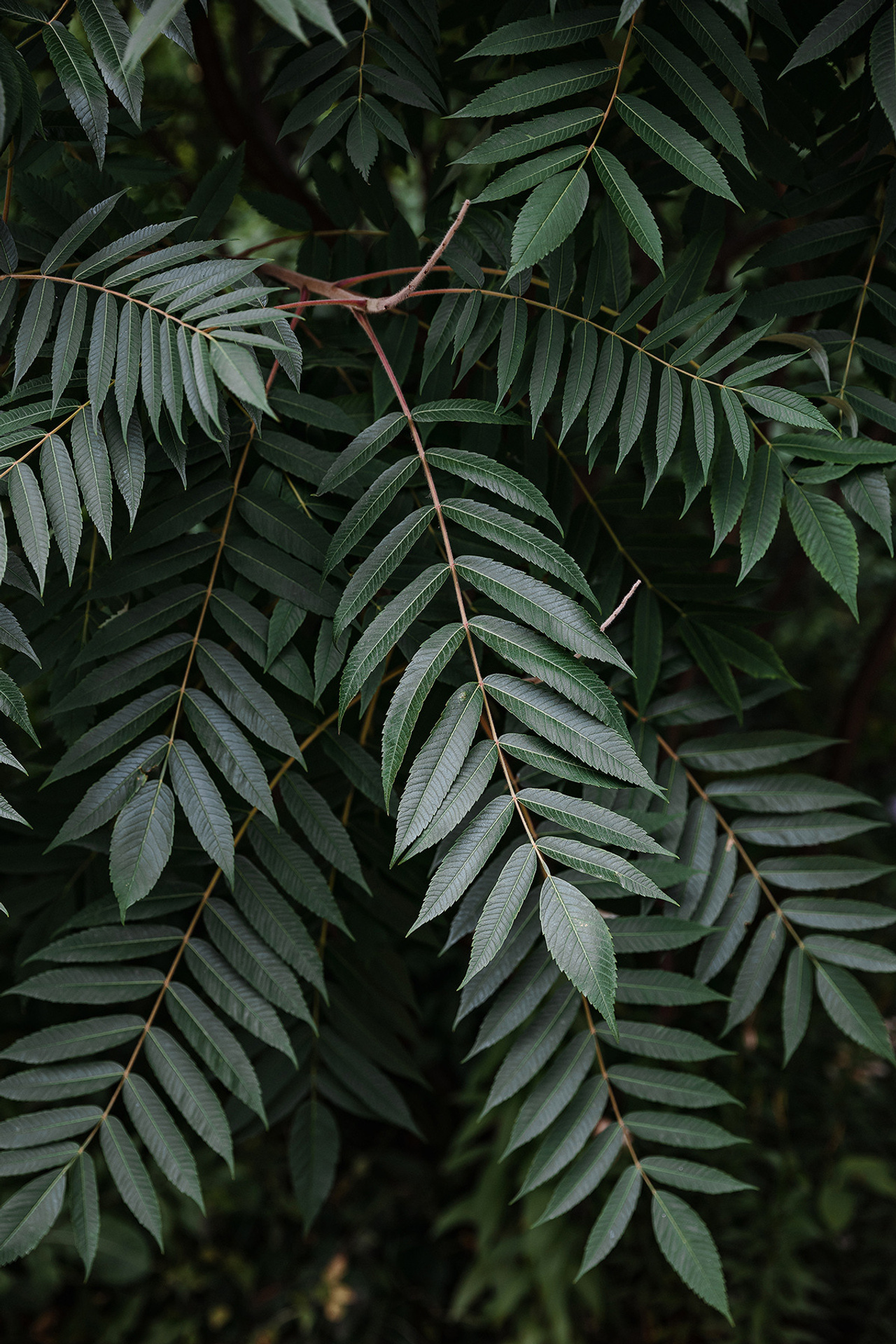 Pierre Fabre Аптекарский огород