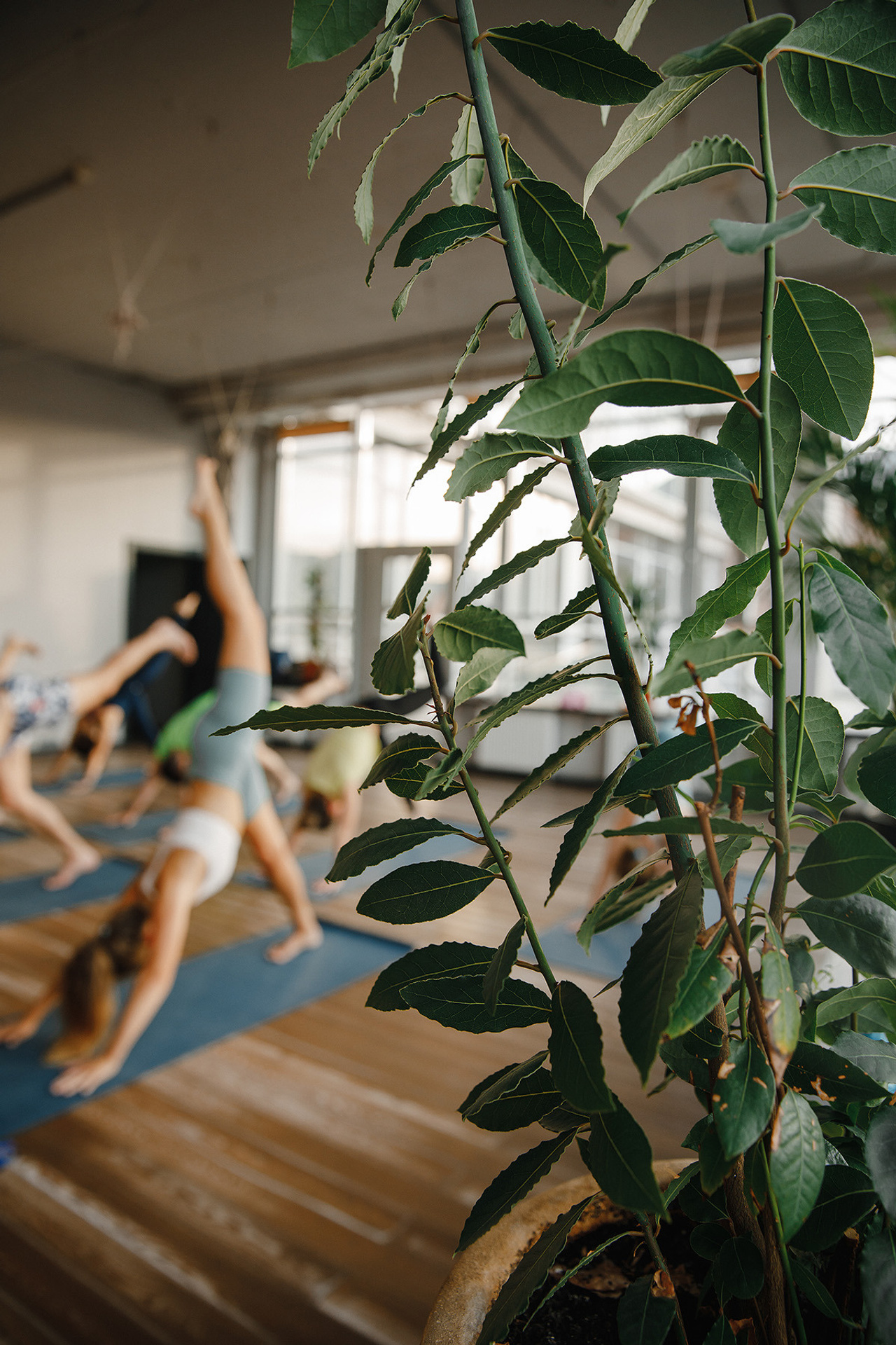 Йога с&nbsp;Евой