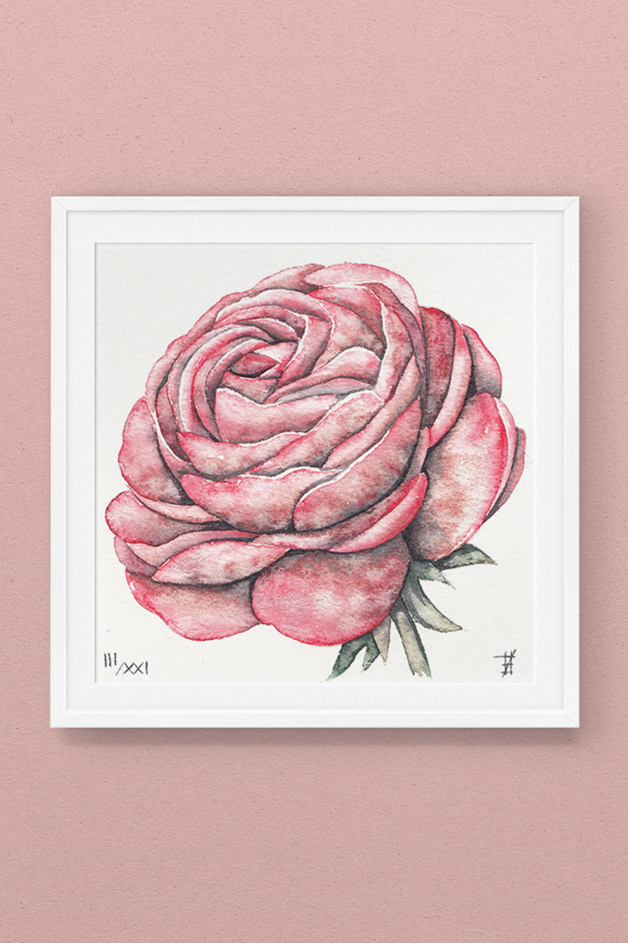 Чайная роза