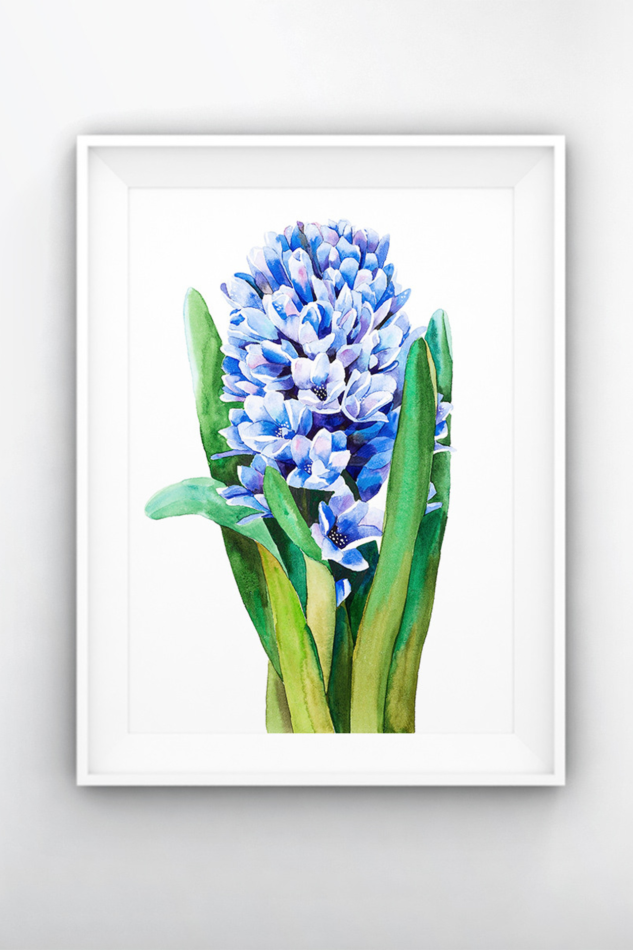 Синий гиацинт