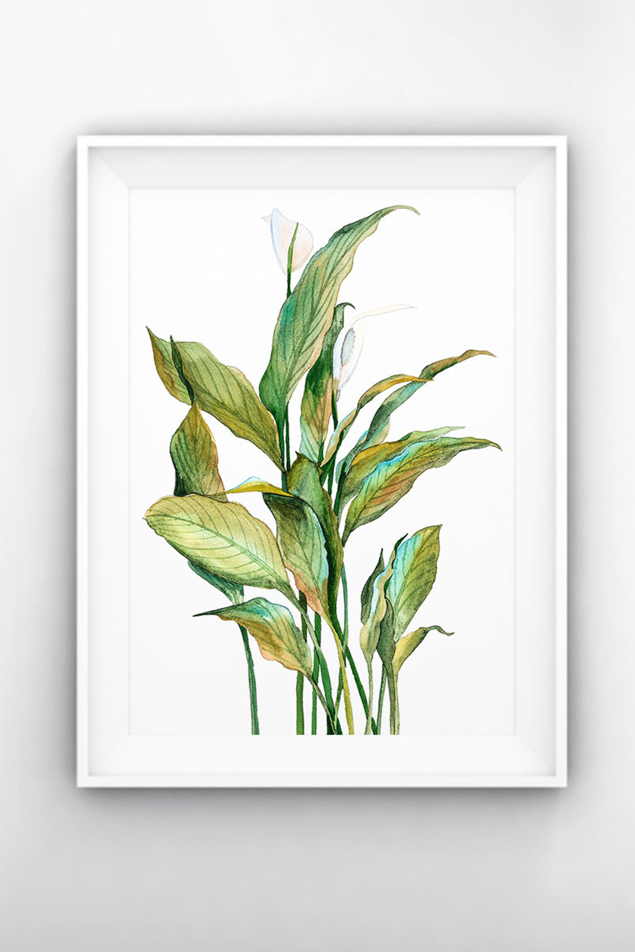 Спатифиллум