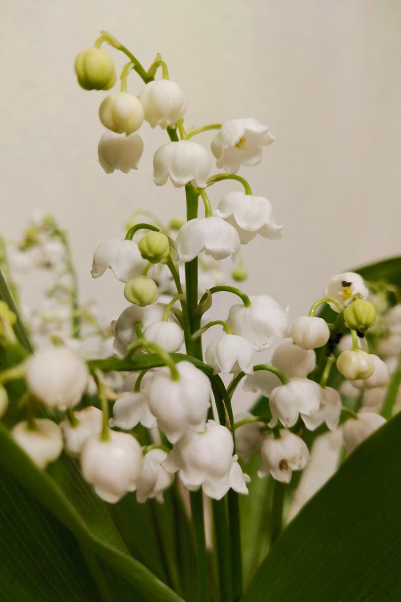 А. Фет. Matryoshka64