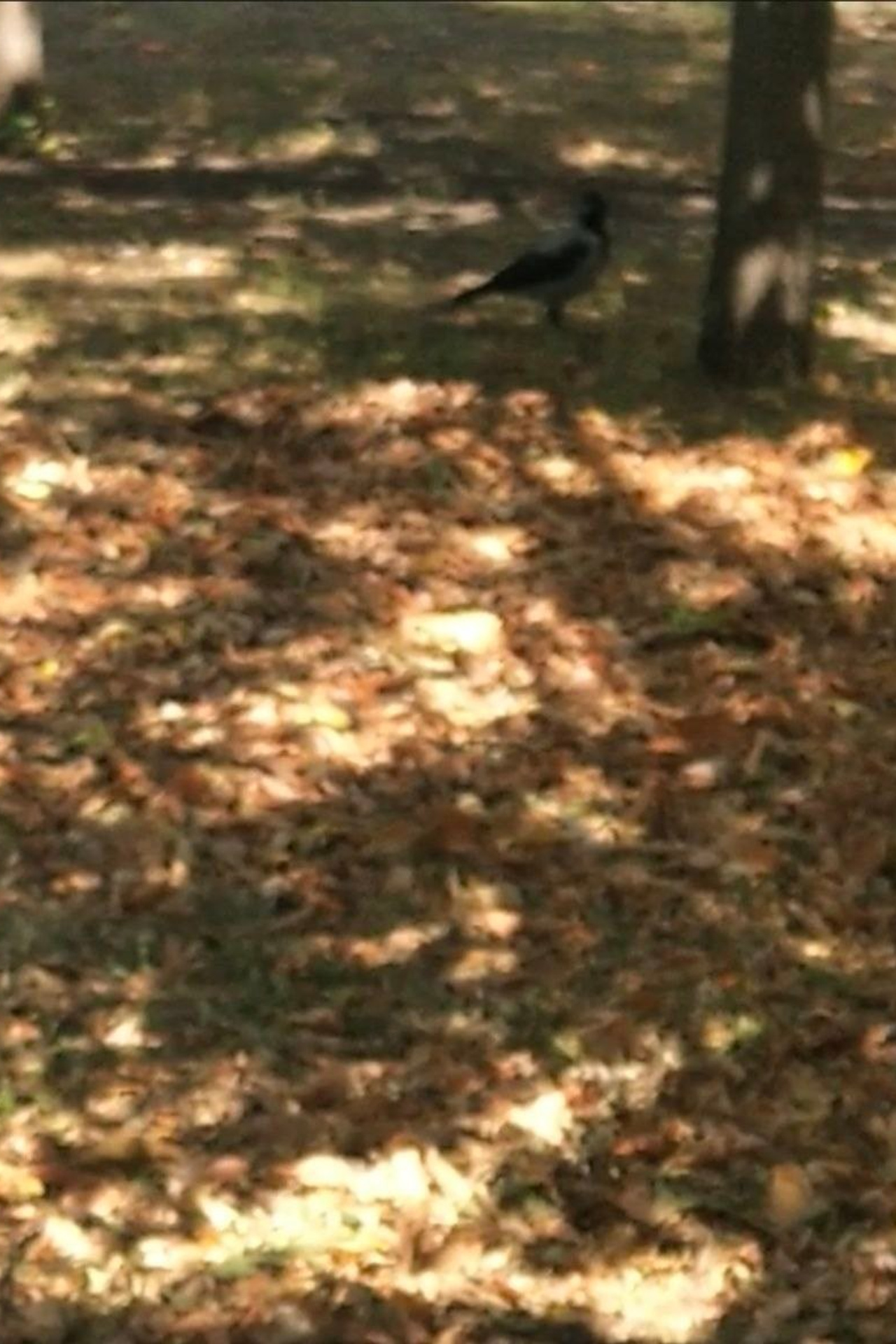 И. Бунин. Matryoshka64