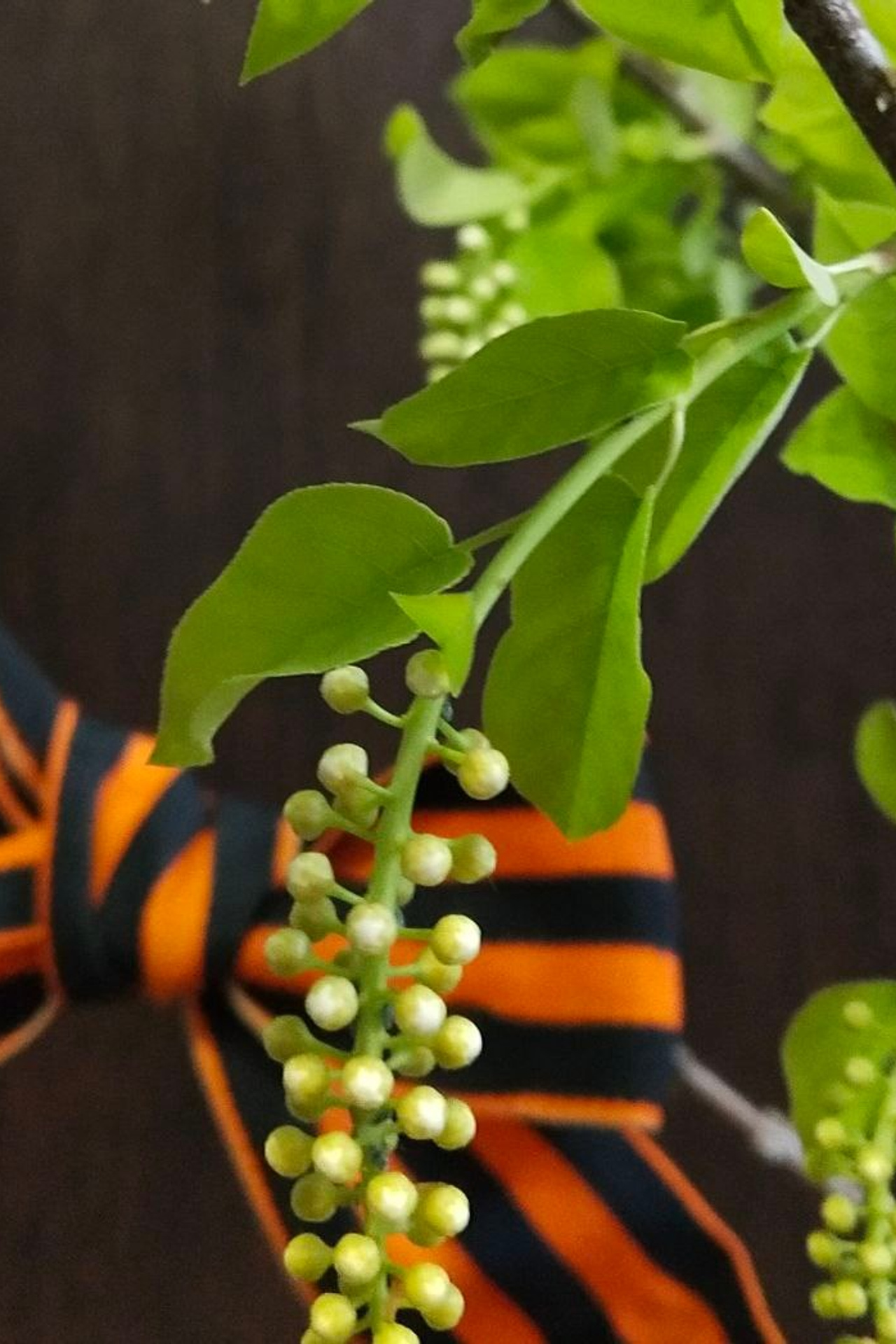 В. Фирсов. Matryoshka64