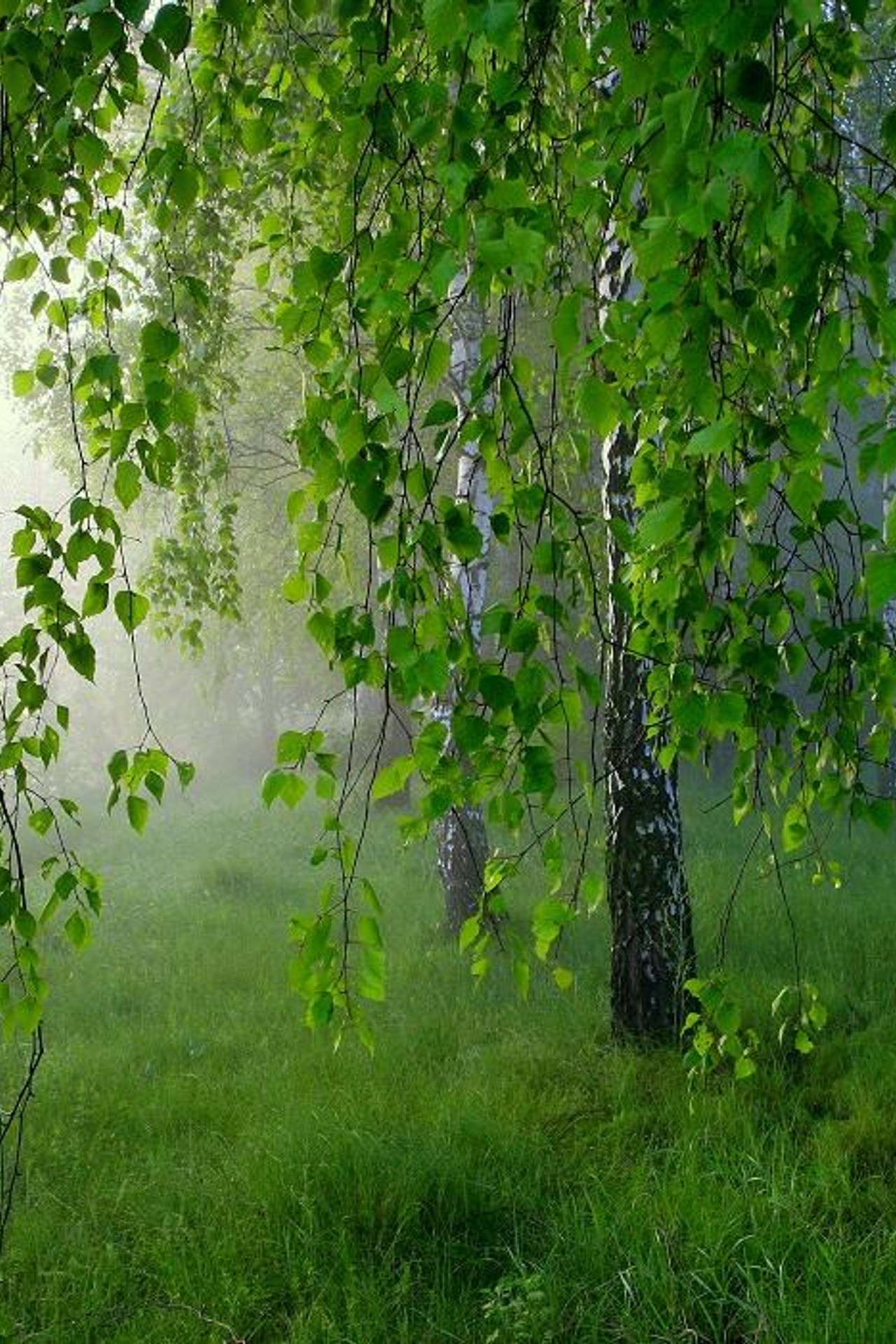 Блог\рецепт успеха. Matryoshka64