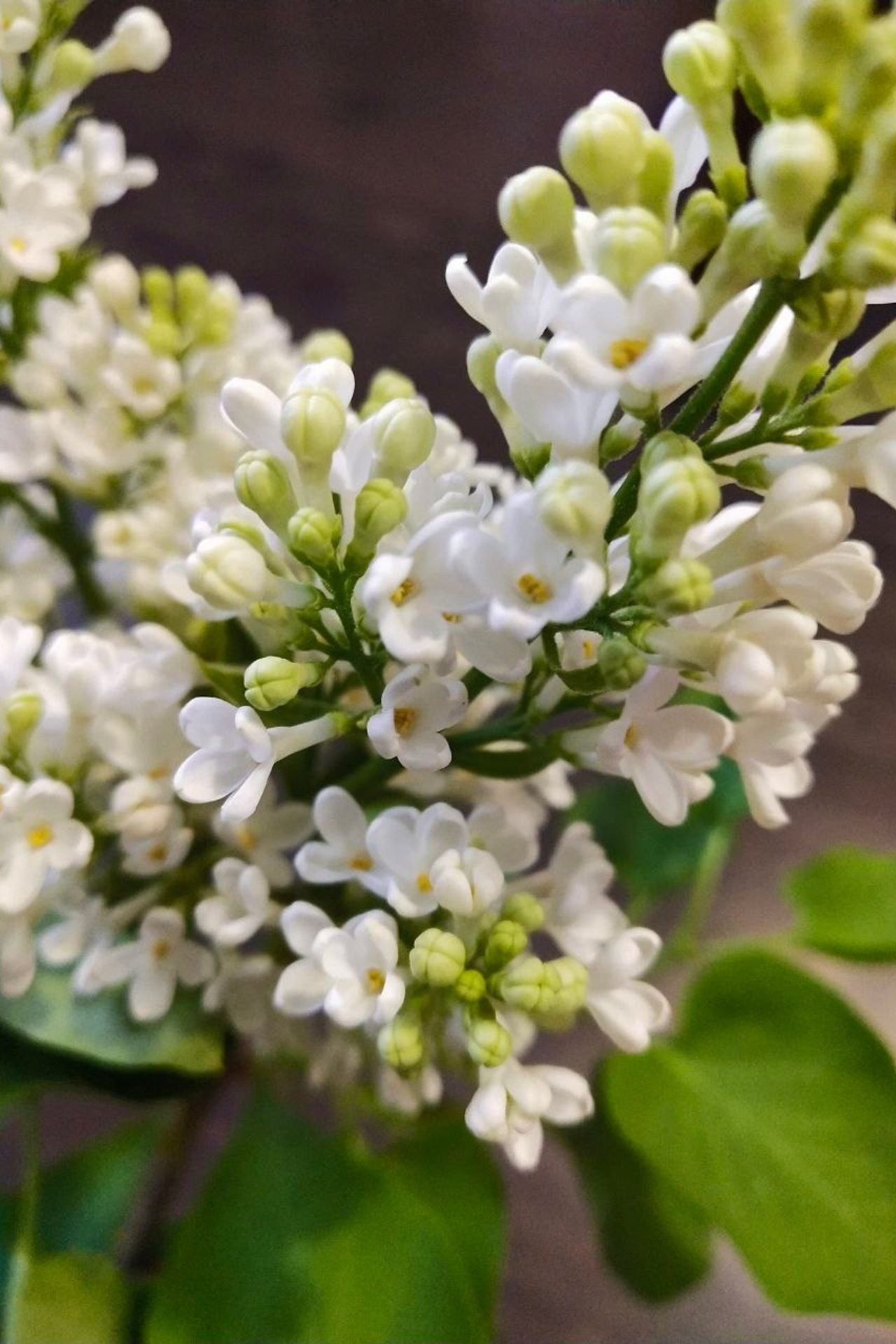 Вознесенский. Matryoshka64