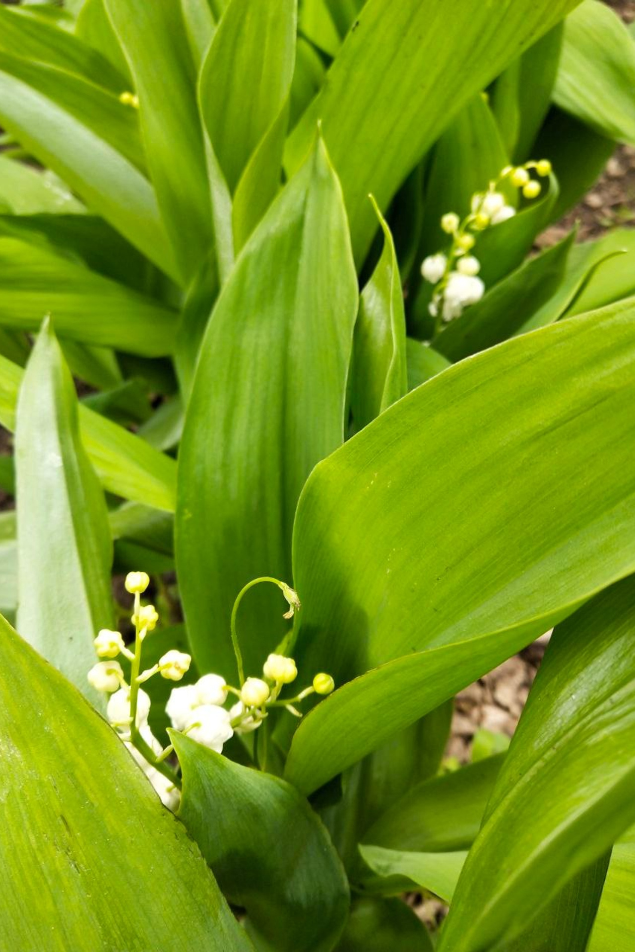 С. Маршак. Matryoshka64