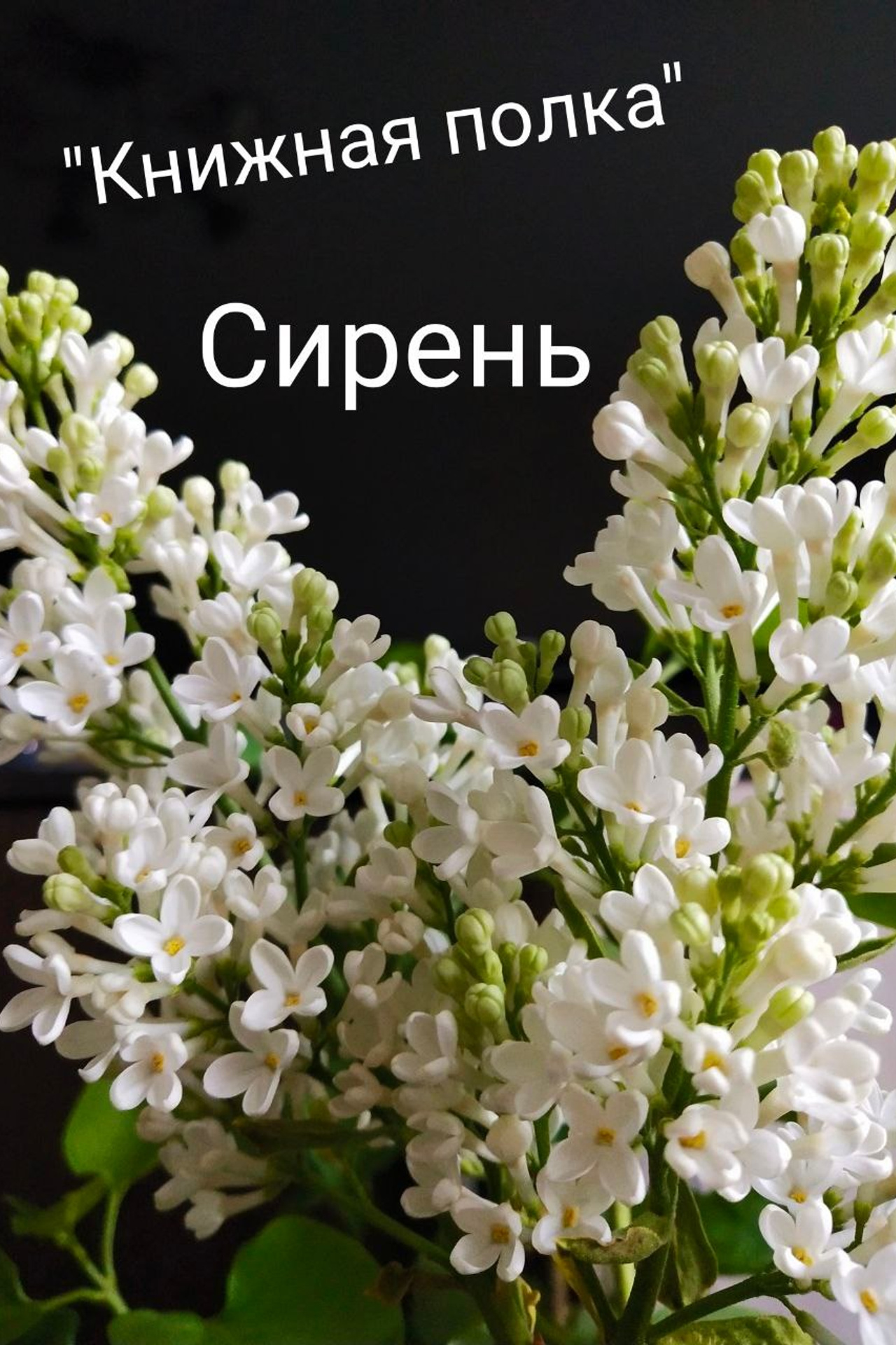 А. Блок. Matryoshka64