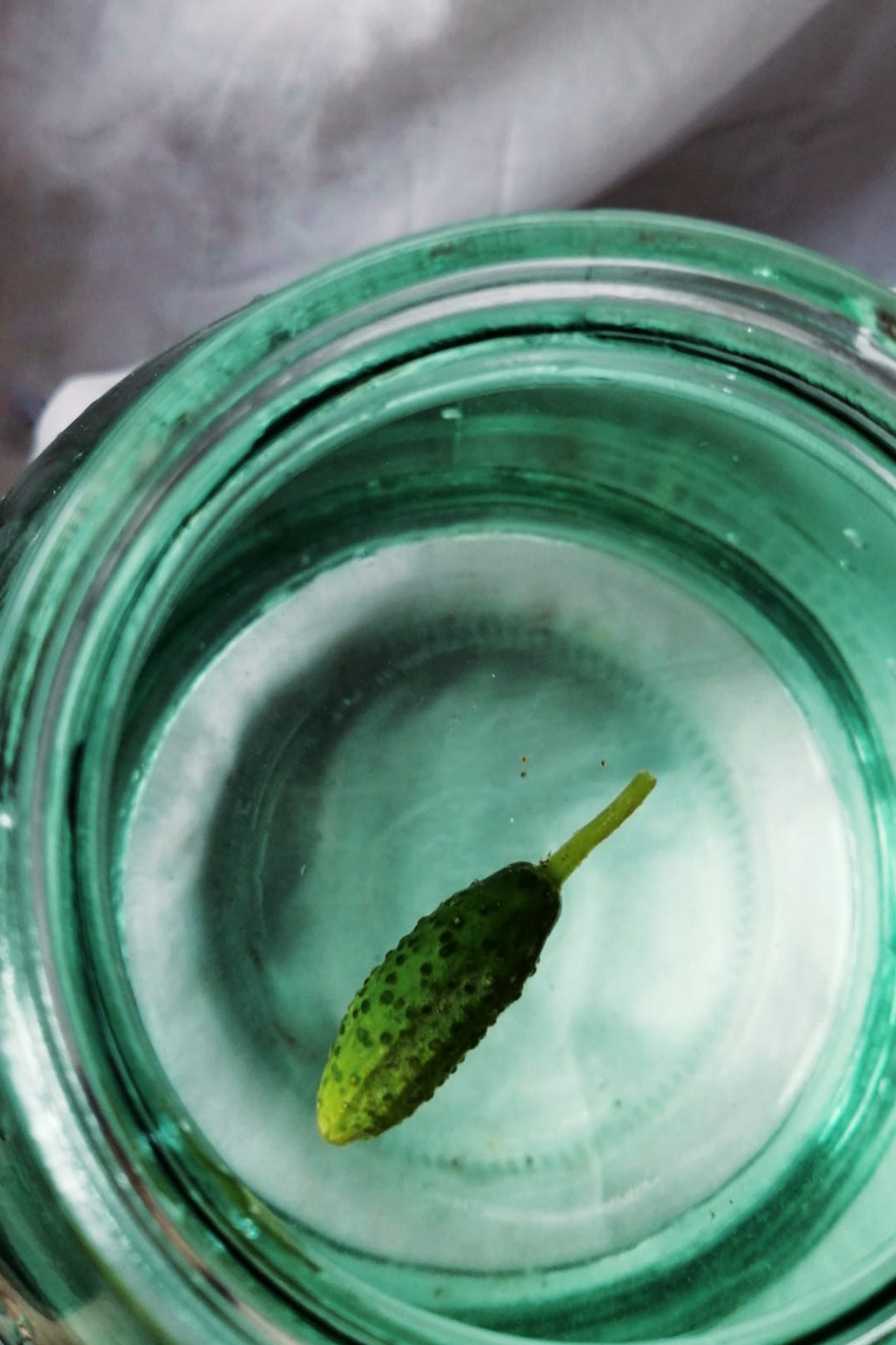 Огурцы. Екатерина Макарова Фотограф Москва