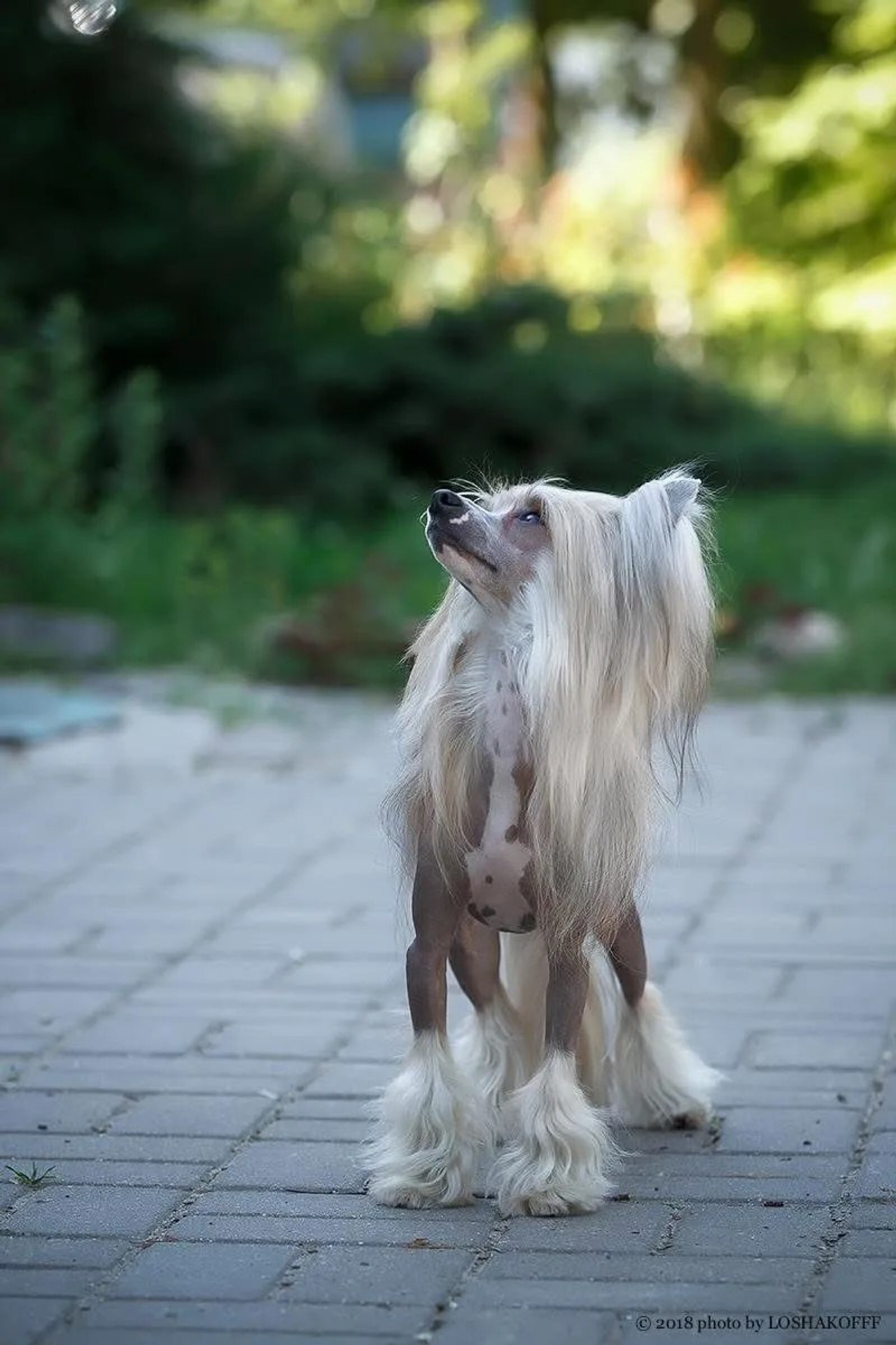 Barthelamew is leaving. Poale Ell Chinese Crested Dog Kennel: Buy a puppy from the kennel