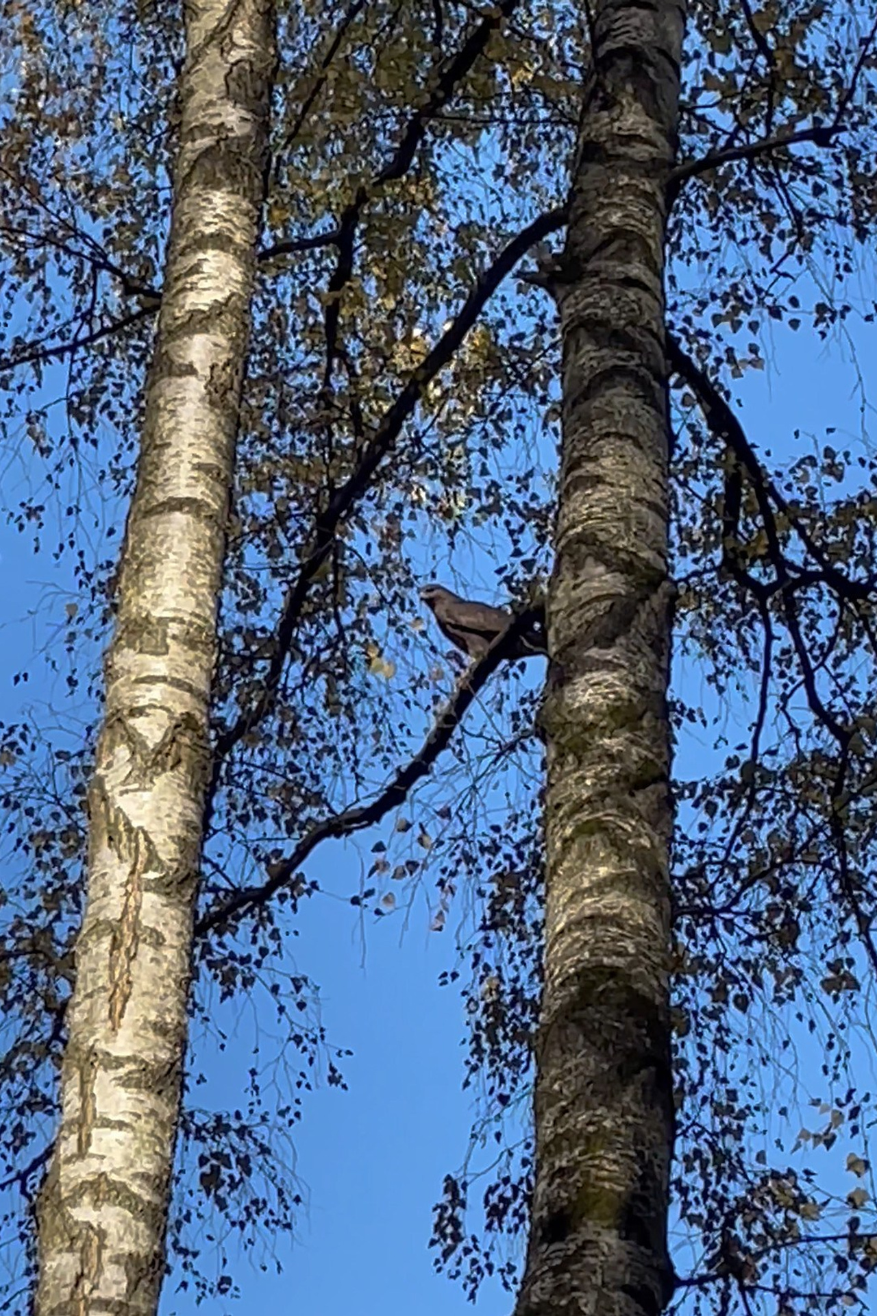 Рейко сынок Честера. Питомник китайских хохлатых собак Poale Ell: купить щенка в питомнике