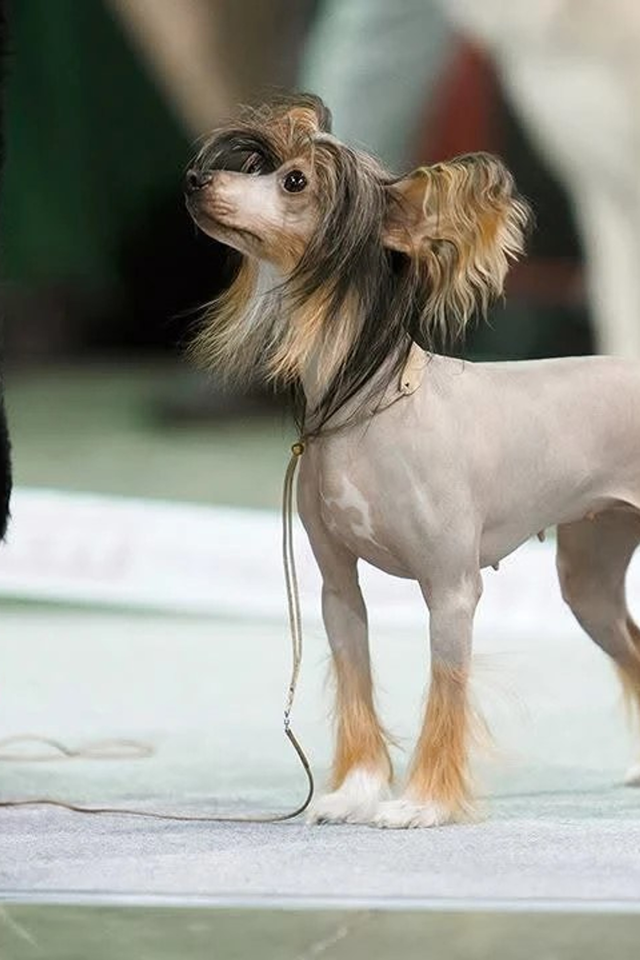 Dolzhanskaya Spit. Poale Ell Chinese Crested Dog Kennel: Buy a puppy from the kennel