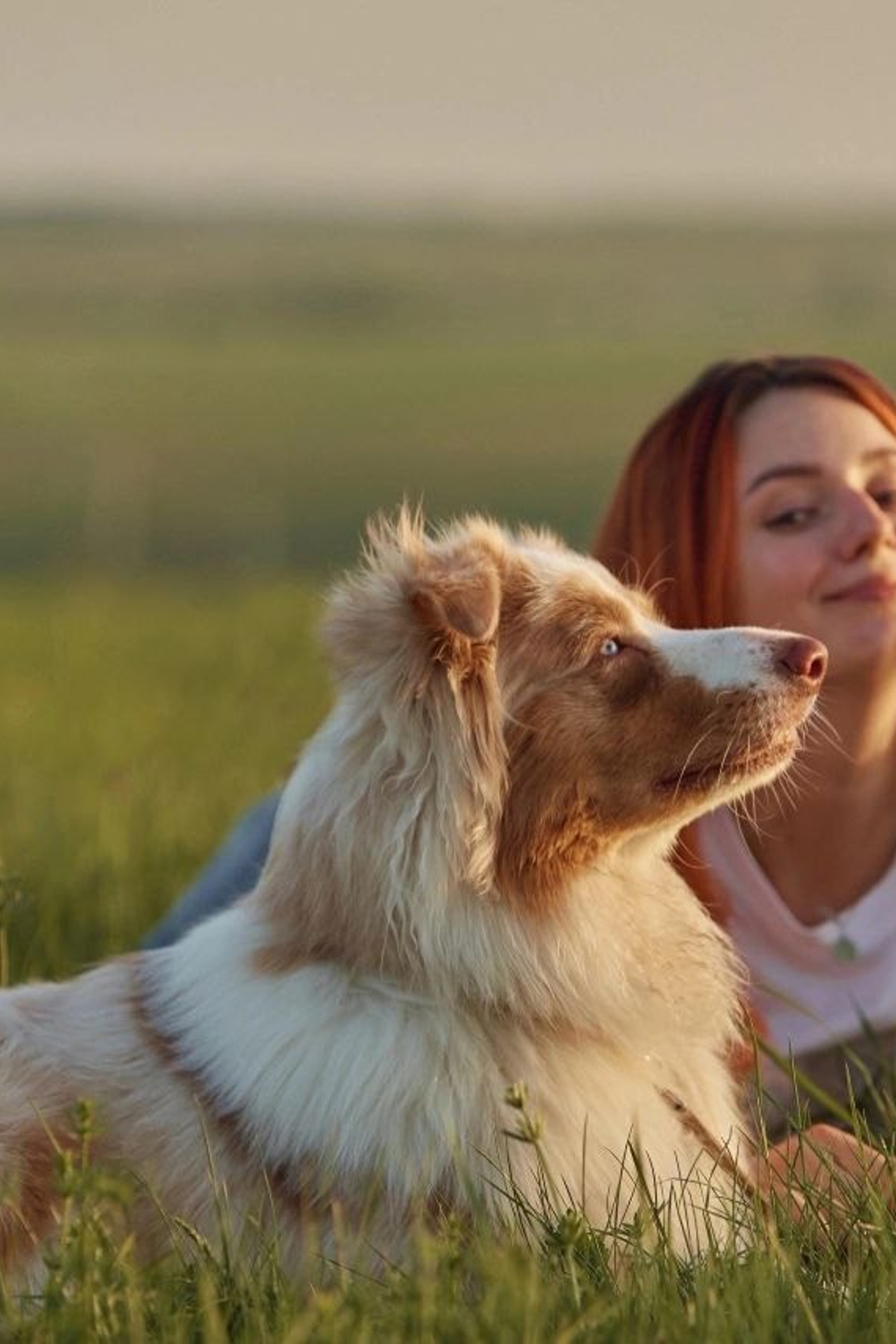 Модель Австралийская овчарка Мози для съемки Н.Новгород | Sale Easy