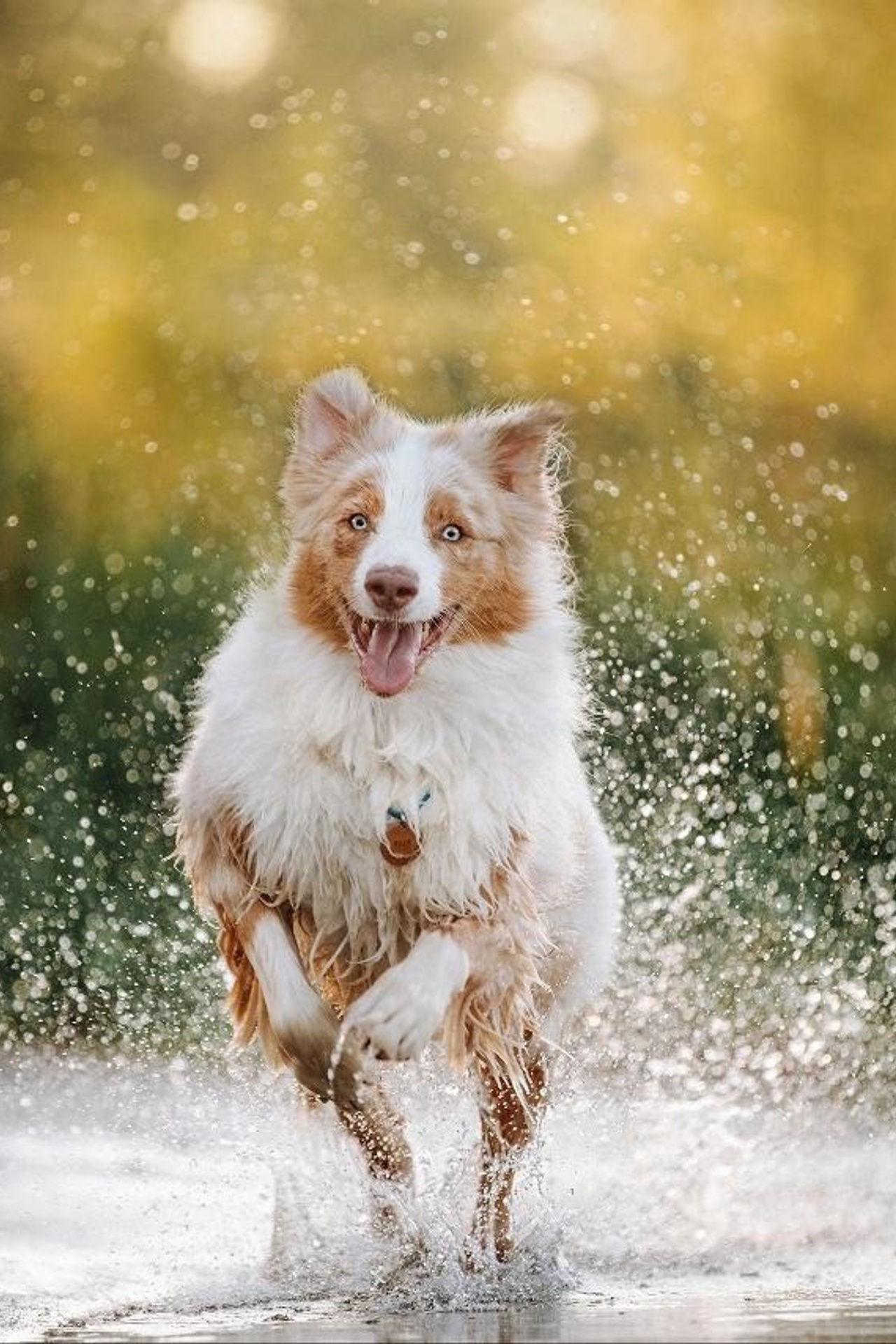 Модель Австралийская овчарка Мози для съемки Н.Новгород | Sale Easy