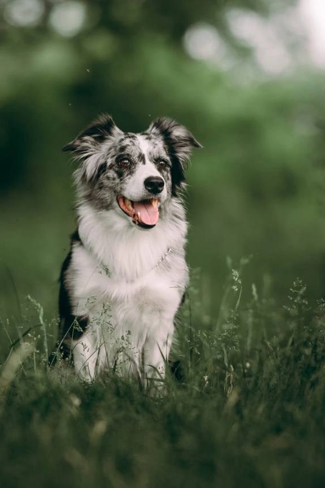 Модель Бордер-колли Юки для предметной съемки Н.Новгород | Sale Easy