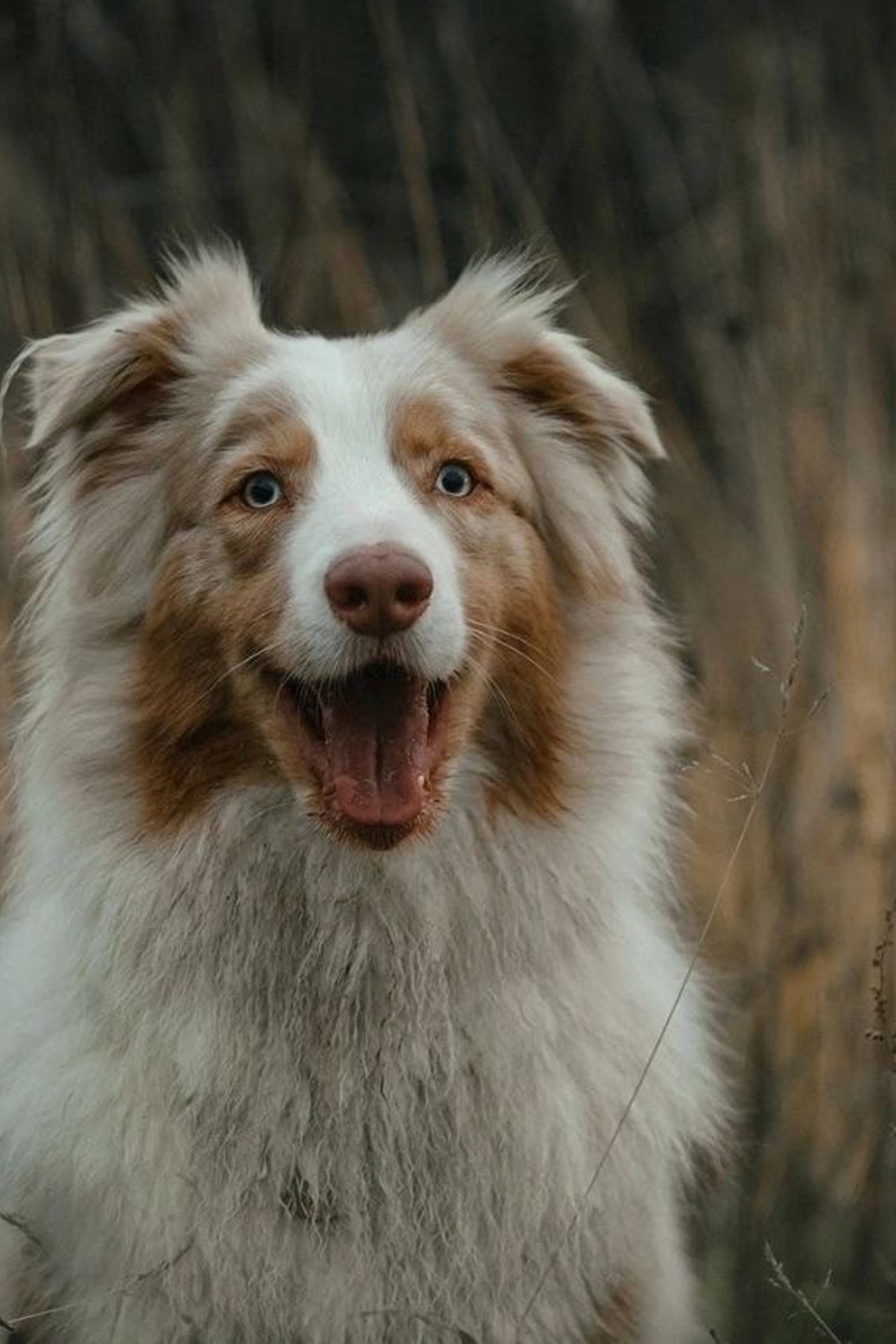 Модель Австралийская овчарка Мози для съемки Н.Новгород | Sale Easy