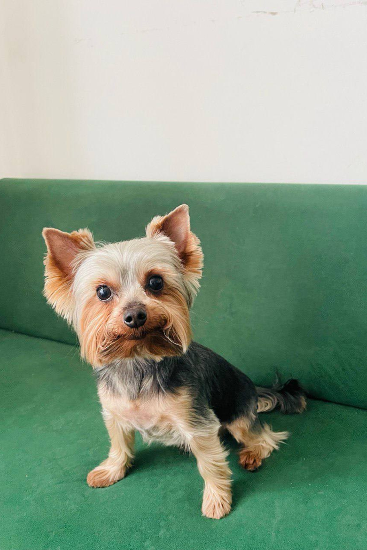 Модель для предметной съемки йорк Рафаэль Н.Н.| Sale Easy