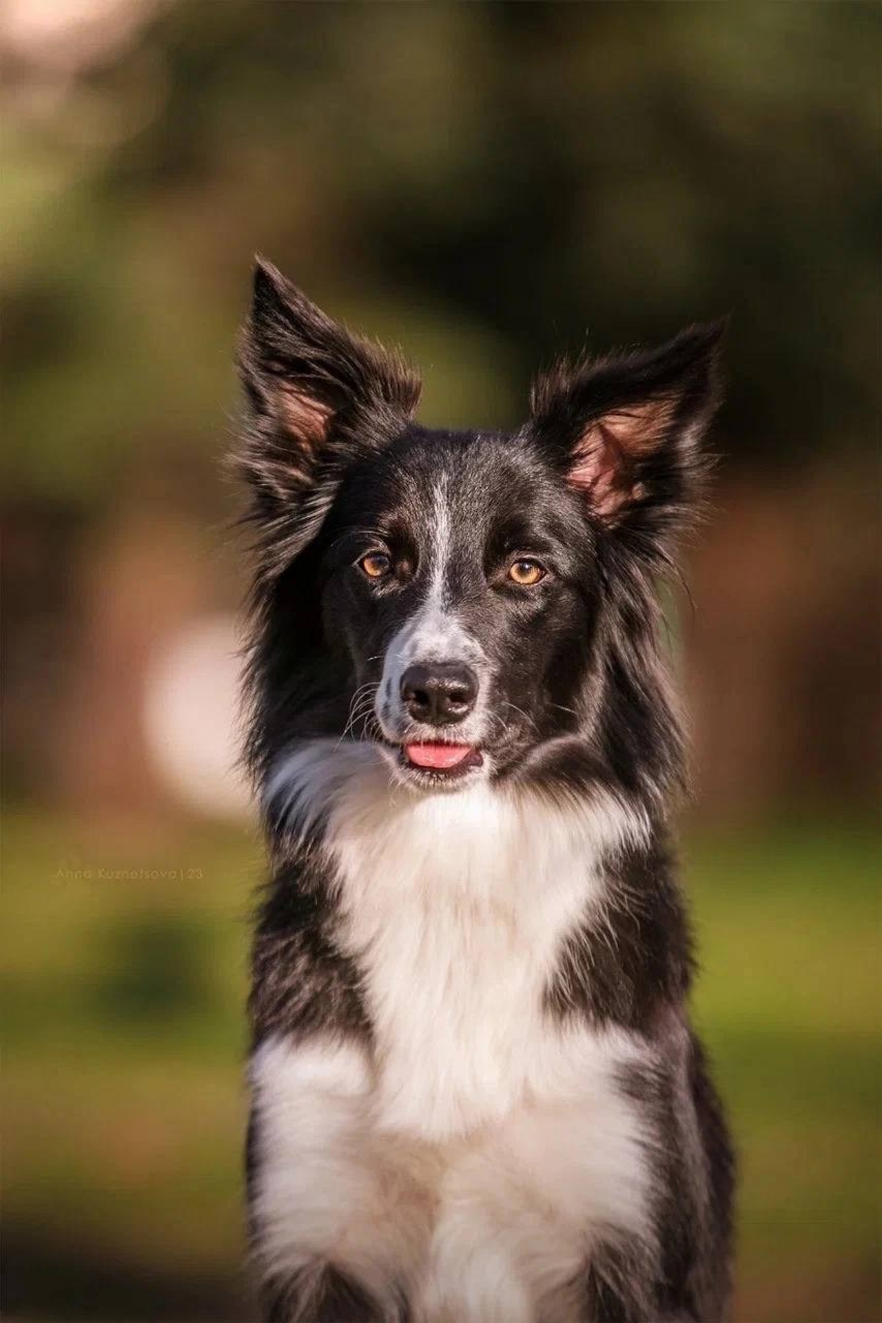 Модель Бордер-колли Одиннадцать для  съемки Н.Новгород | Sale Easy