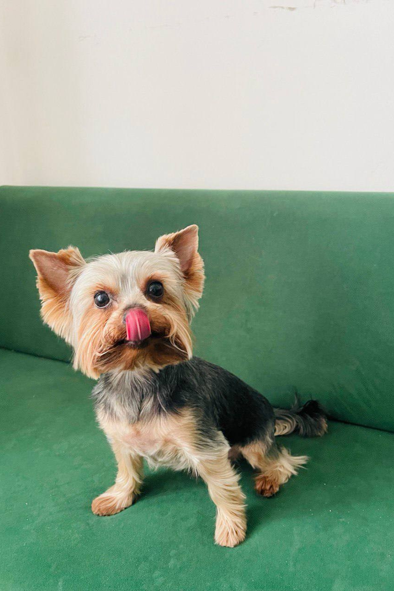 Модель для предметной съемки йорк Рафаэль Н.Н.| Sale Easy