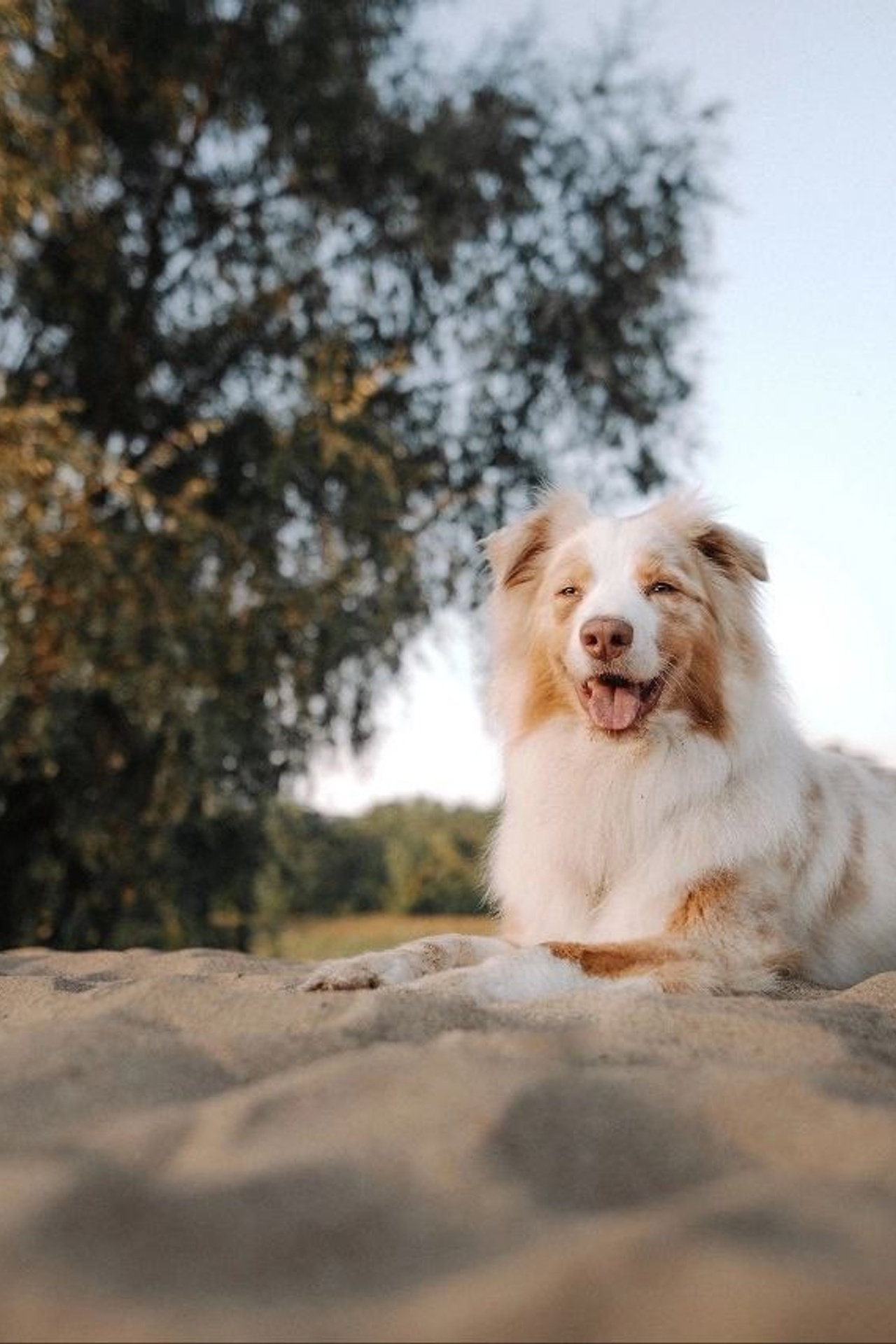 Модель Австралийская овчарка Мози для съемки Н.Новгород | Sale Easy