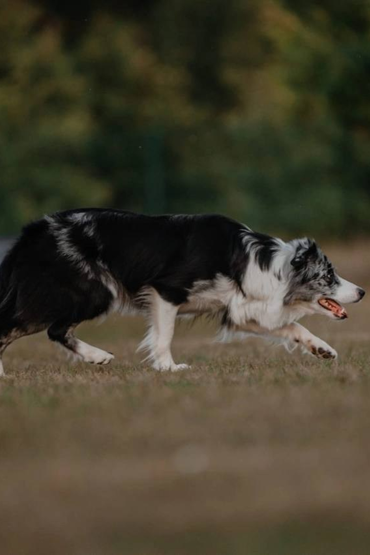 Модель Бордер-колли Юки для предметной съемки Н.Новгород | Sale Easy