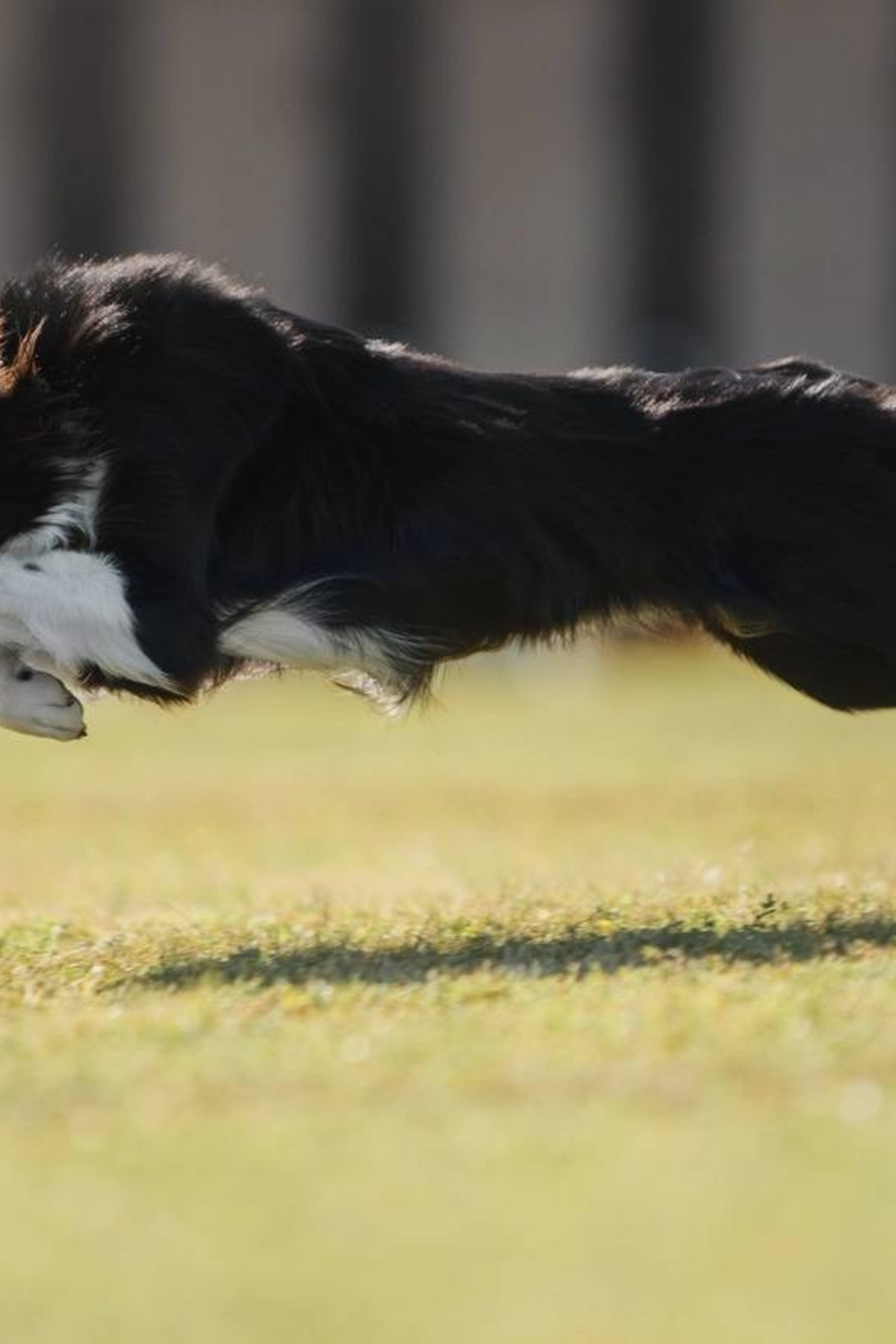 Модель Бордер-колли Одиннадцать для  съемки Н.Новгород | Sale Easy