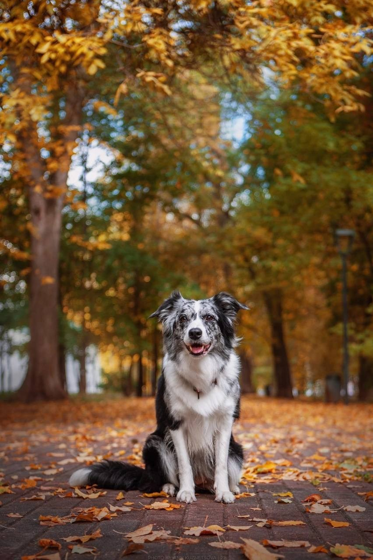 Модель Бордер-колли Юки для предметной съемки Н.Новгород | Sale Easy