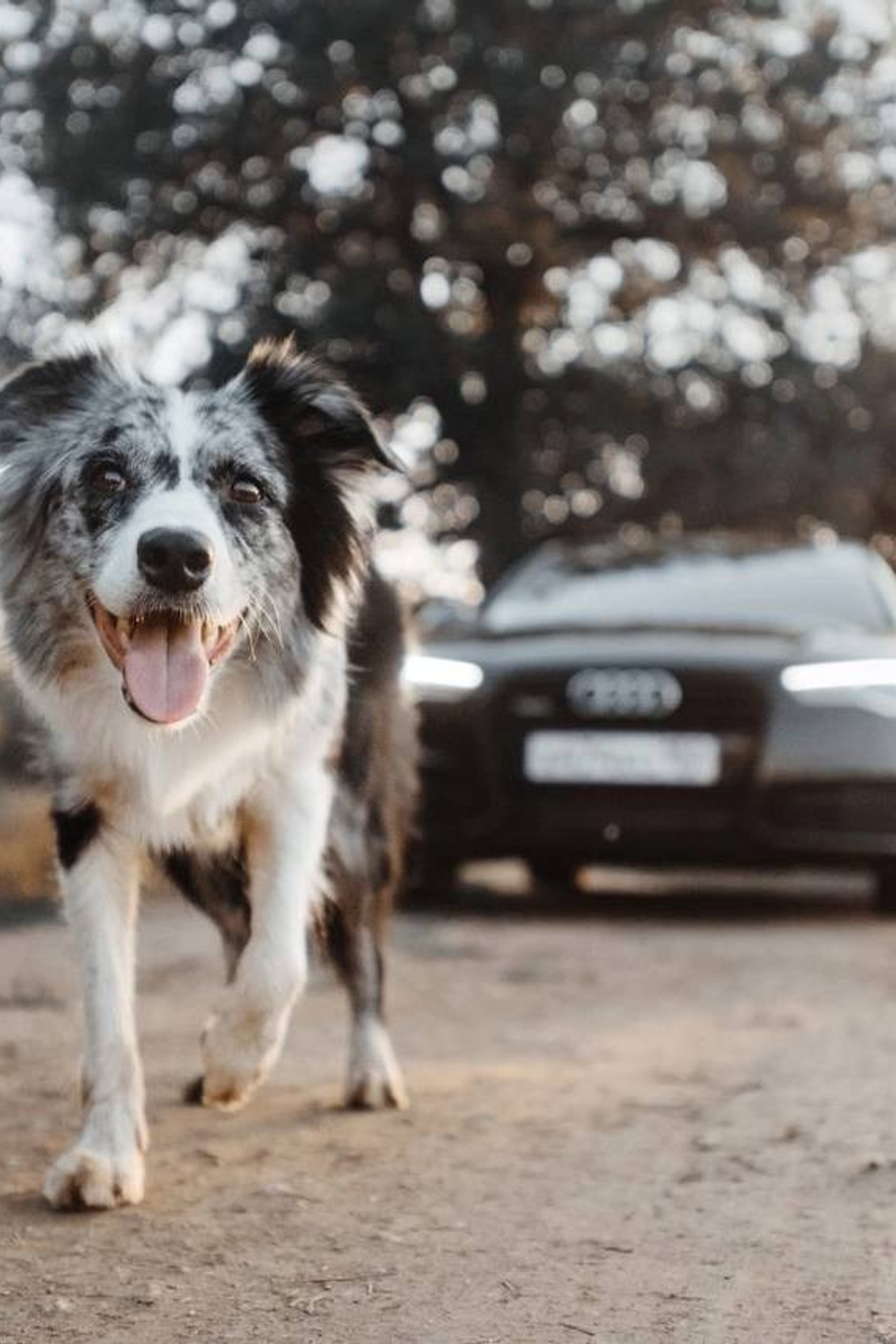 Модель Бордер-колли Юки для предметной съемки Н.Новгород | Sale Easy