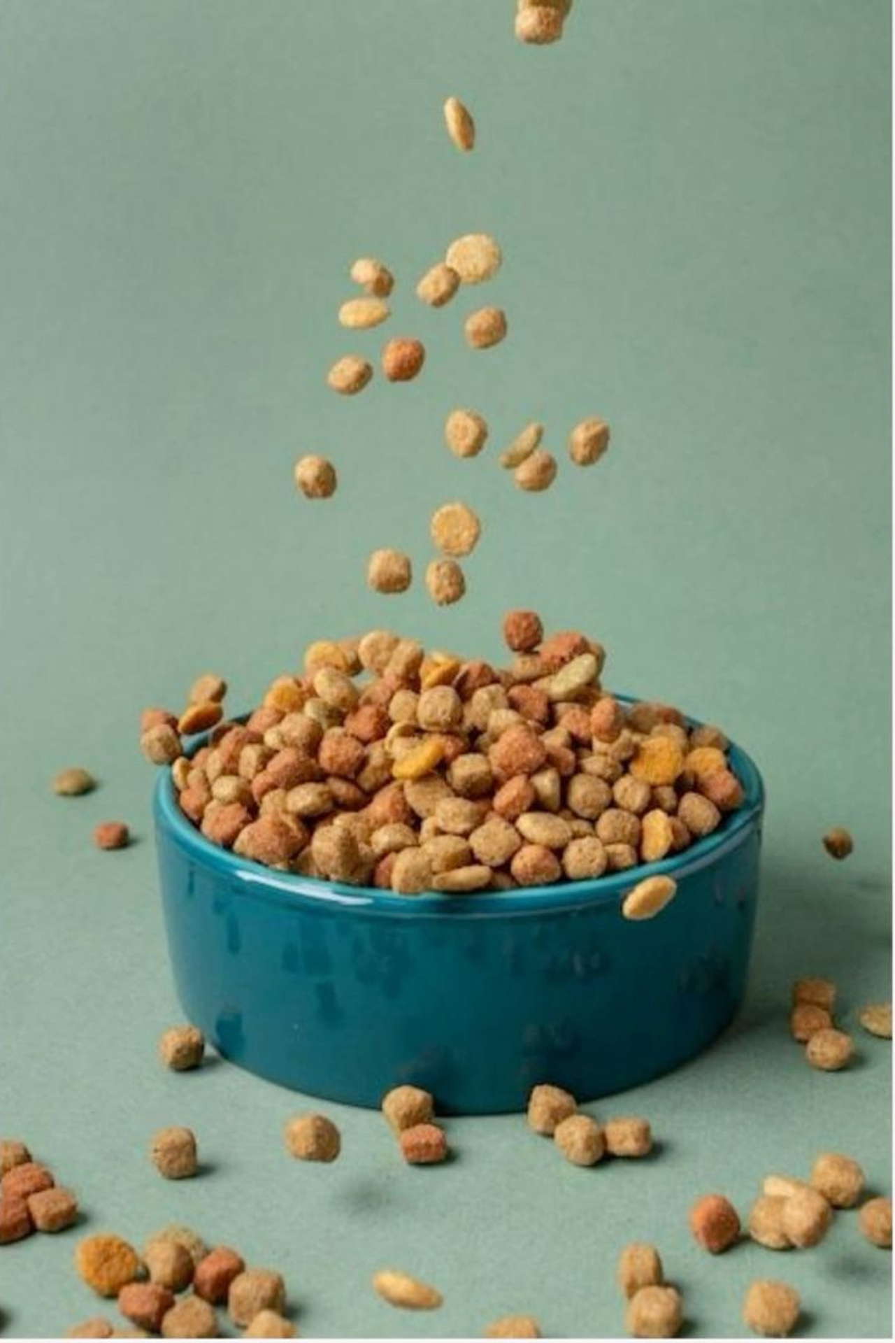 Предметная съемка для интернет, референсы товаров для животных