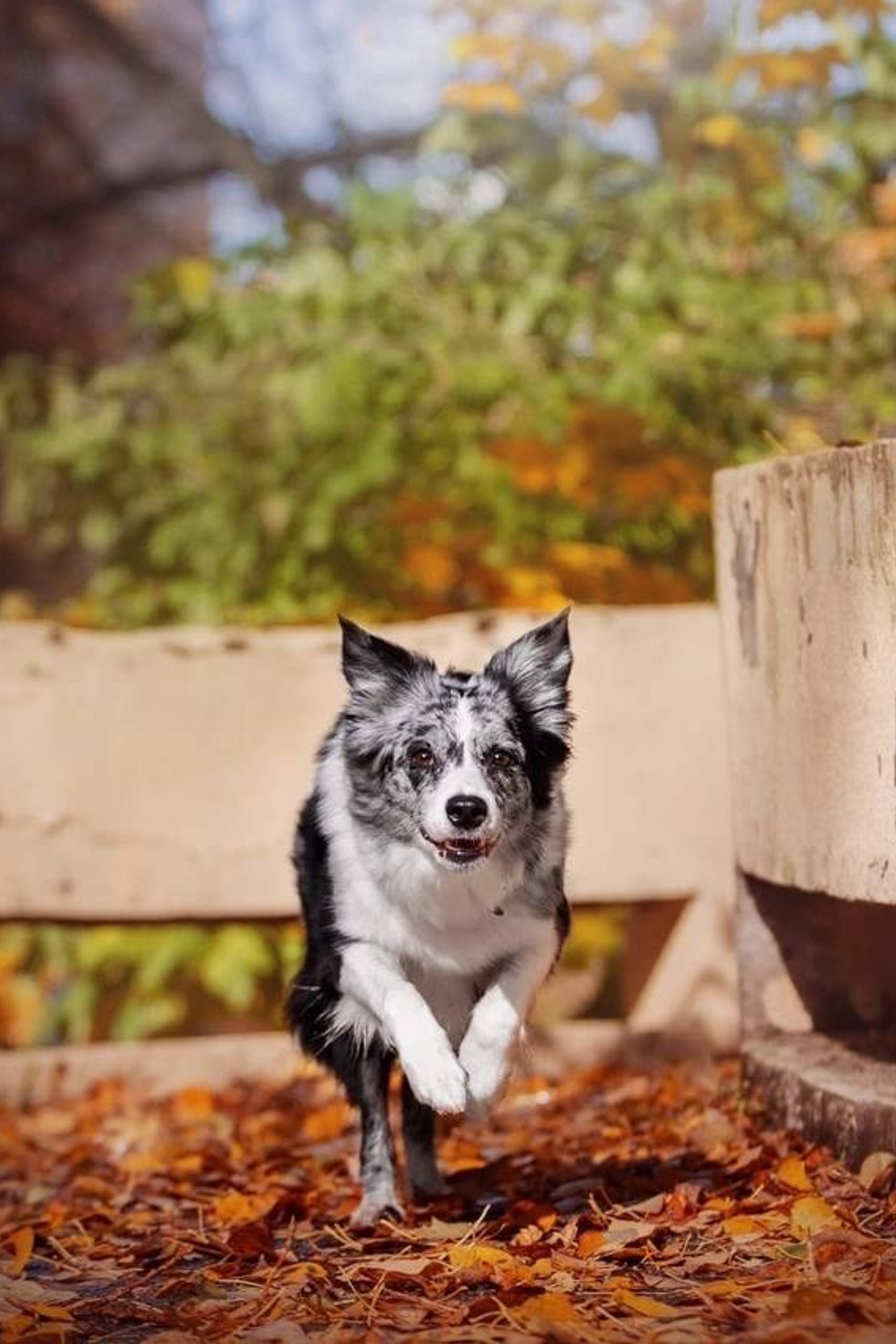 Модель Бордер-колли Юки для предметной съемки Н.Новгород | Sale Easy