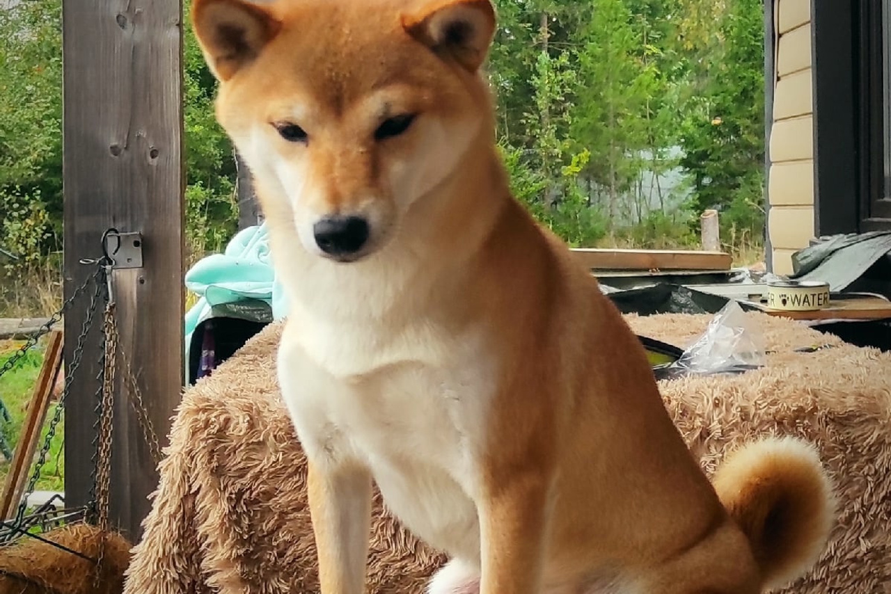 Мама помета Н