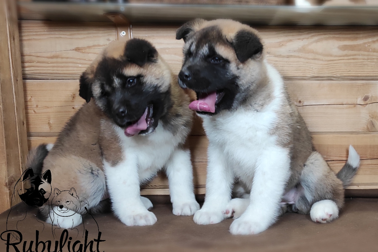 Общее помет М