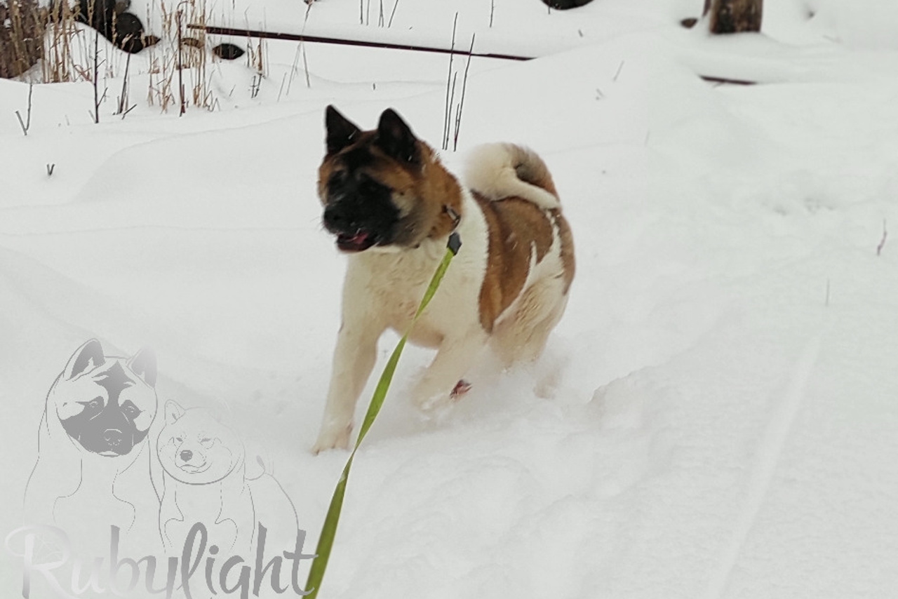 RUBYLIGHT BIYA * Бия